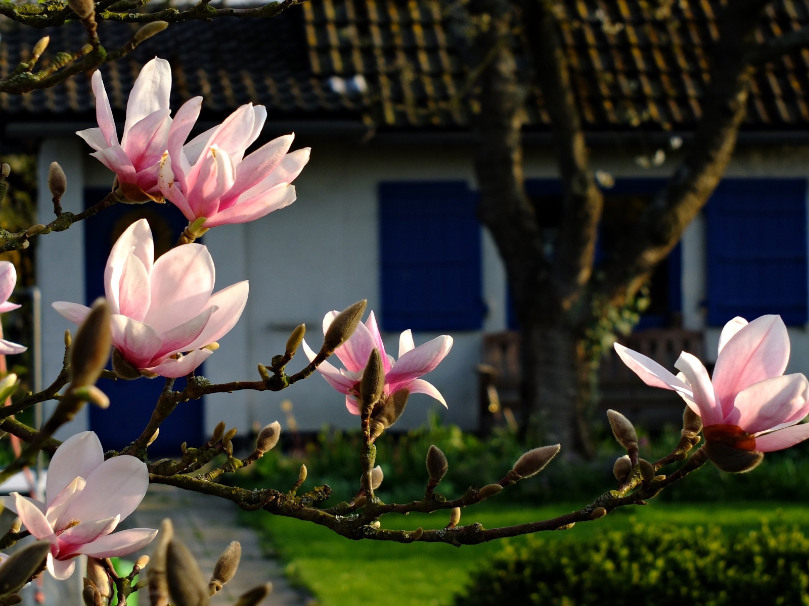 Цветущая ветка магнолии