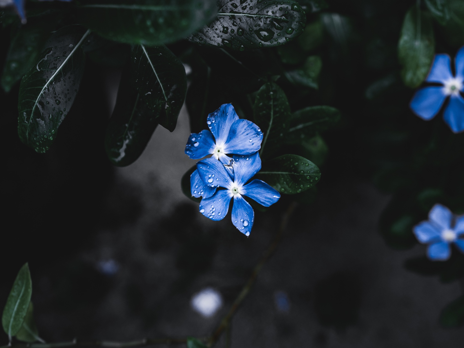 Незабудки в каплях дождя 