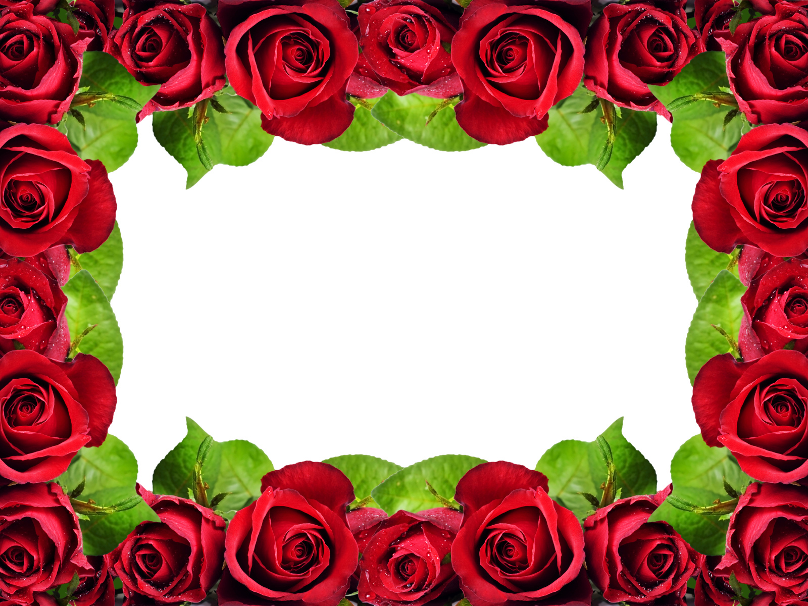 Рамка из красных роз на белом фоне