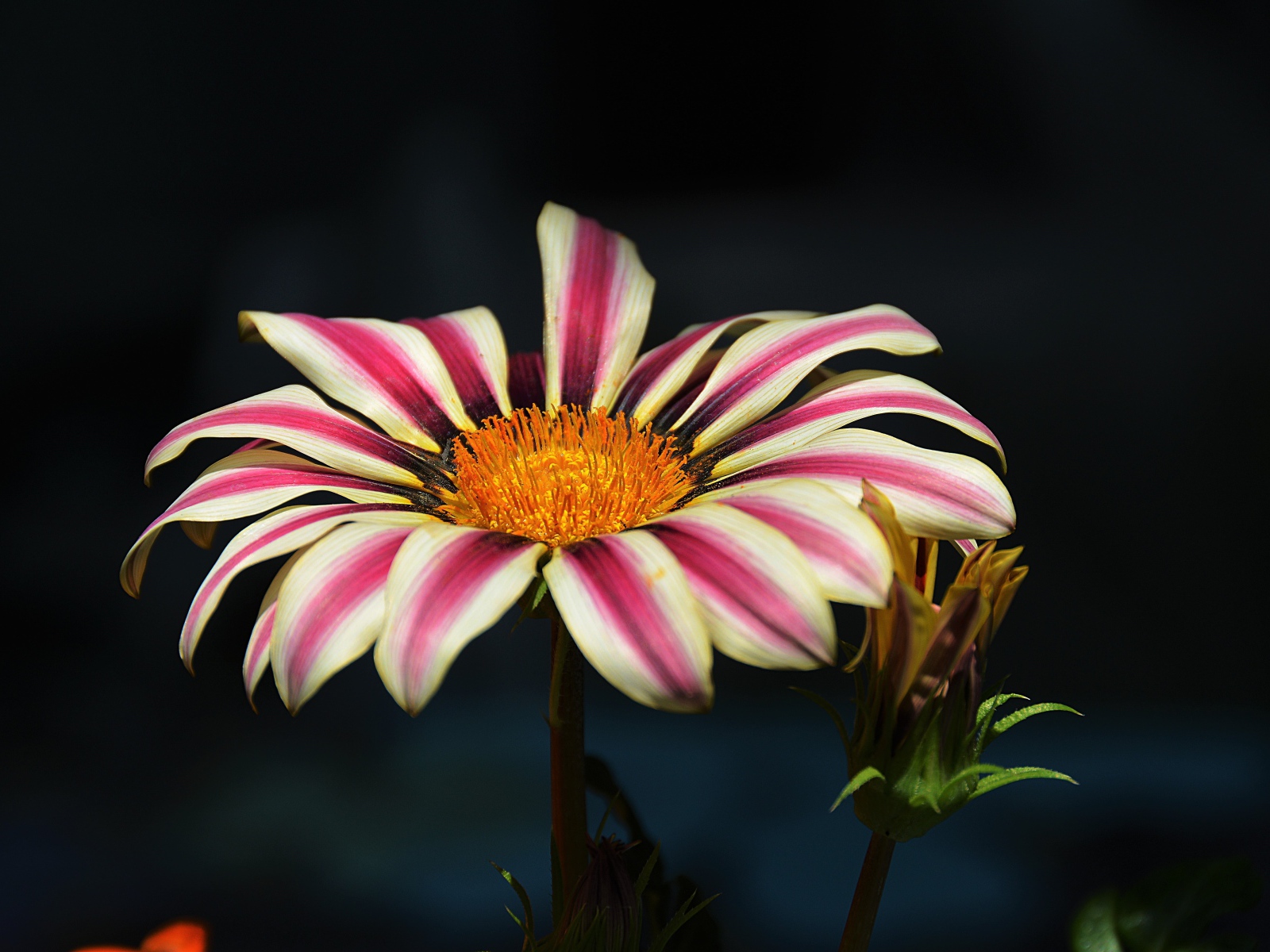 Газания крупным планом на черном фоне