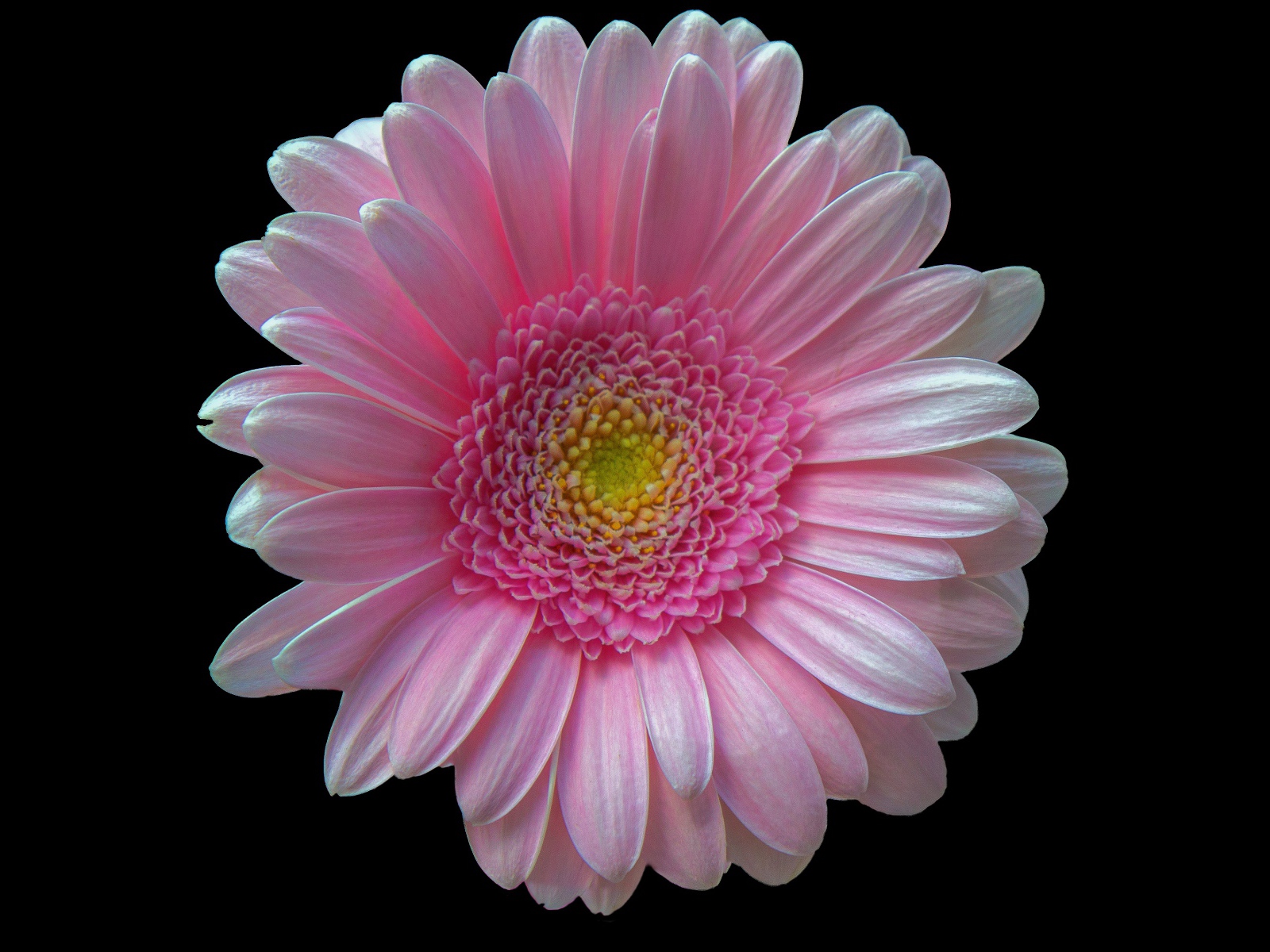 Нежная розовая гербера на черном фоне