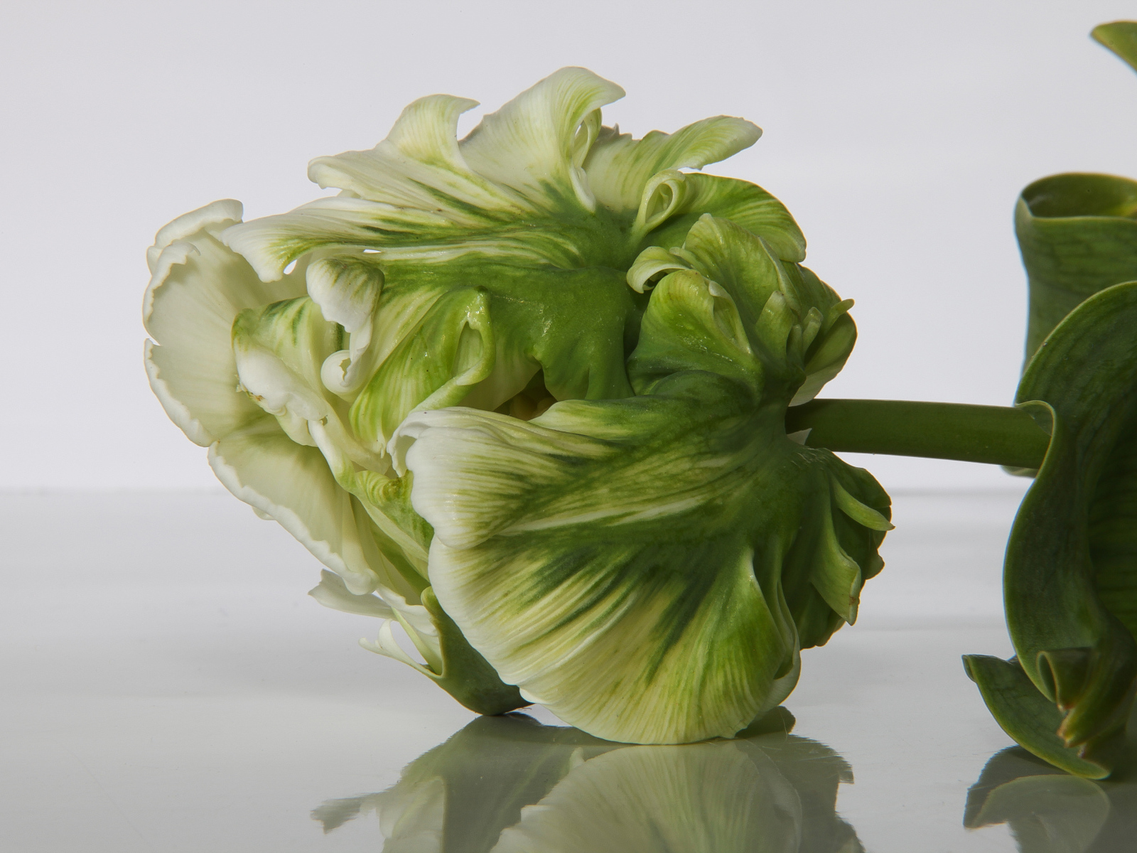 Зеленый с белым тюльпан крупным планом