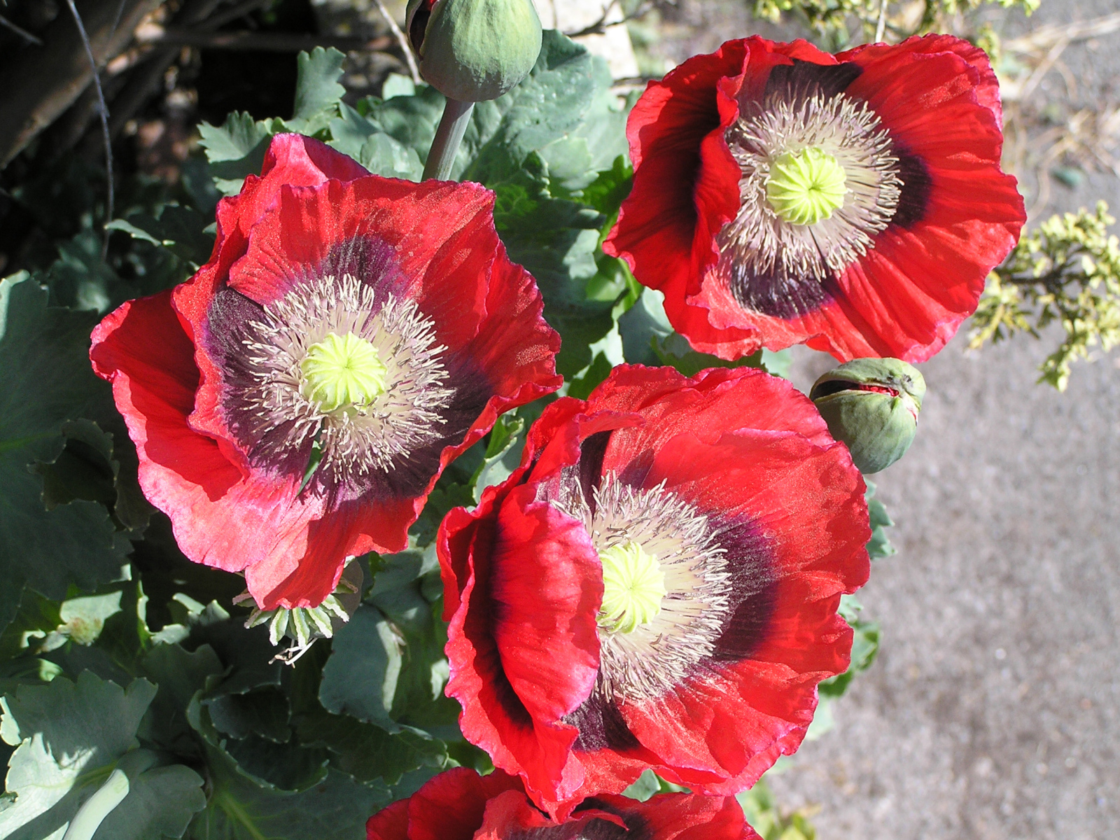 Большие красные маки крупным планом