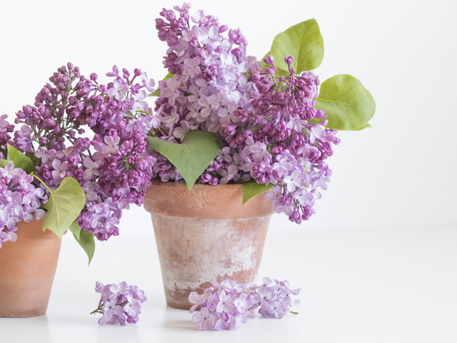 Цветы сирени в горшках на белом фоне