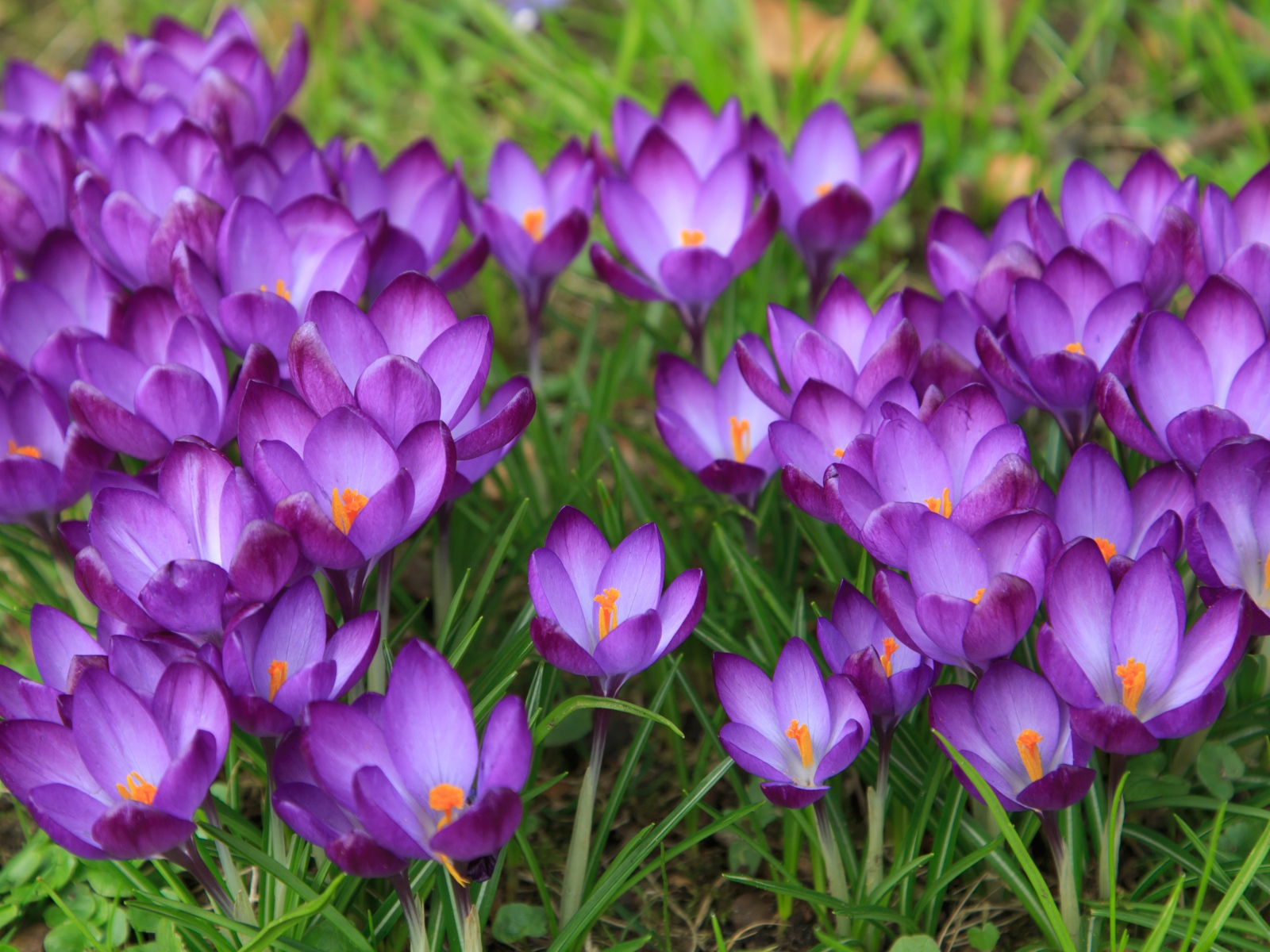 Сиреневые нежные весенние цветы крокусы