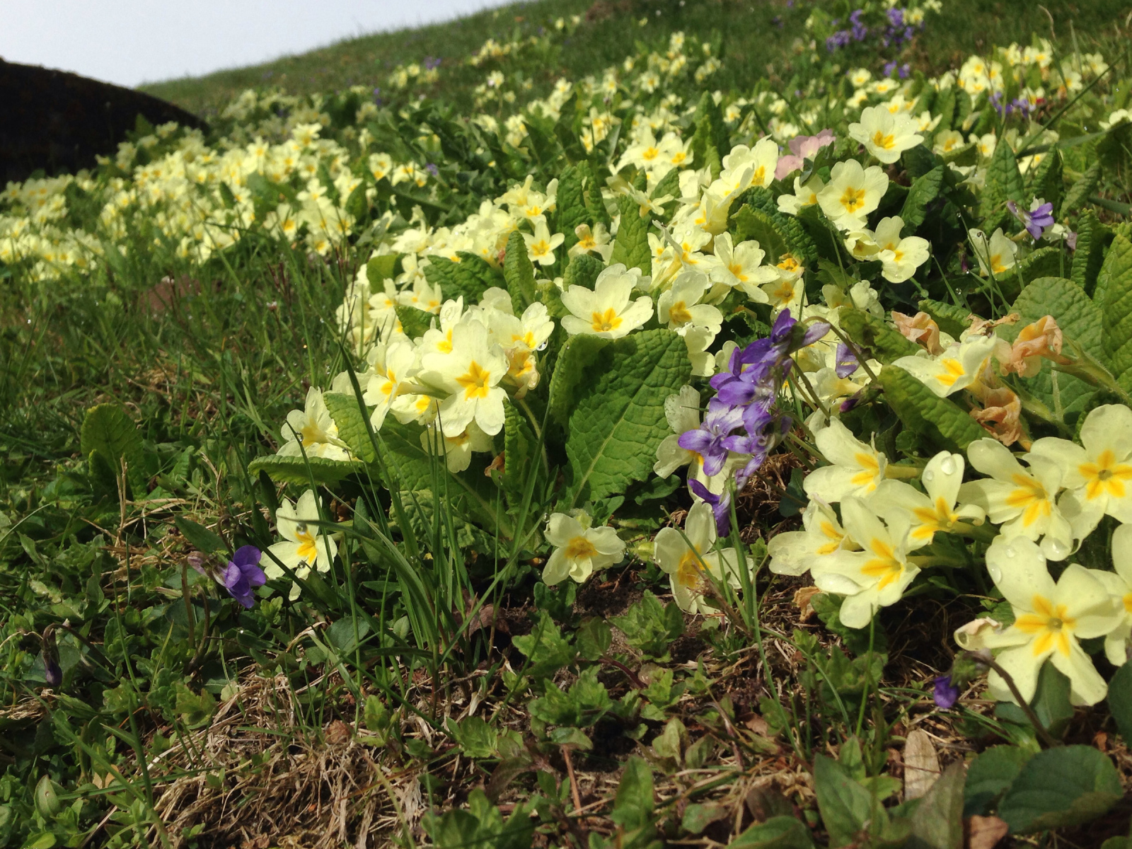 Маленькие первоцветы желтые цветы примулы