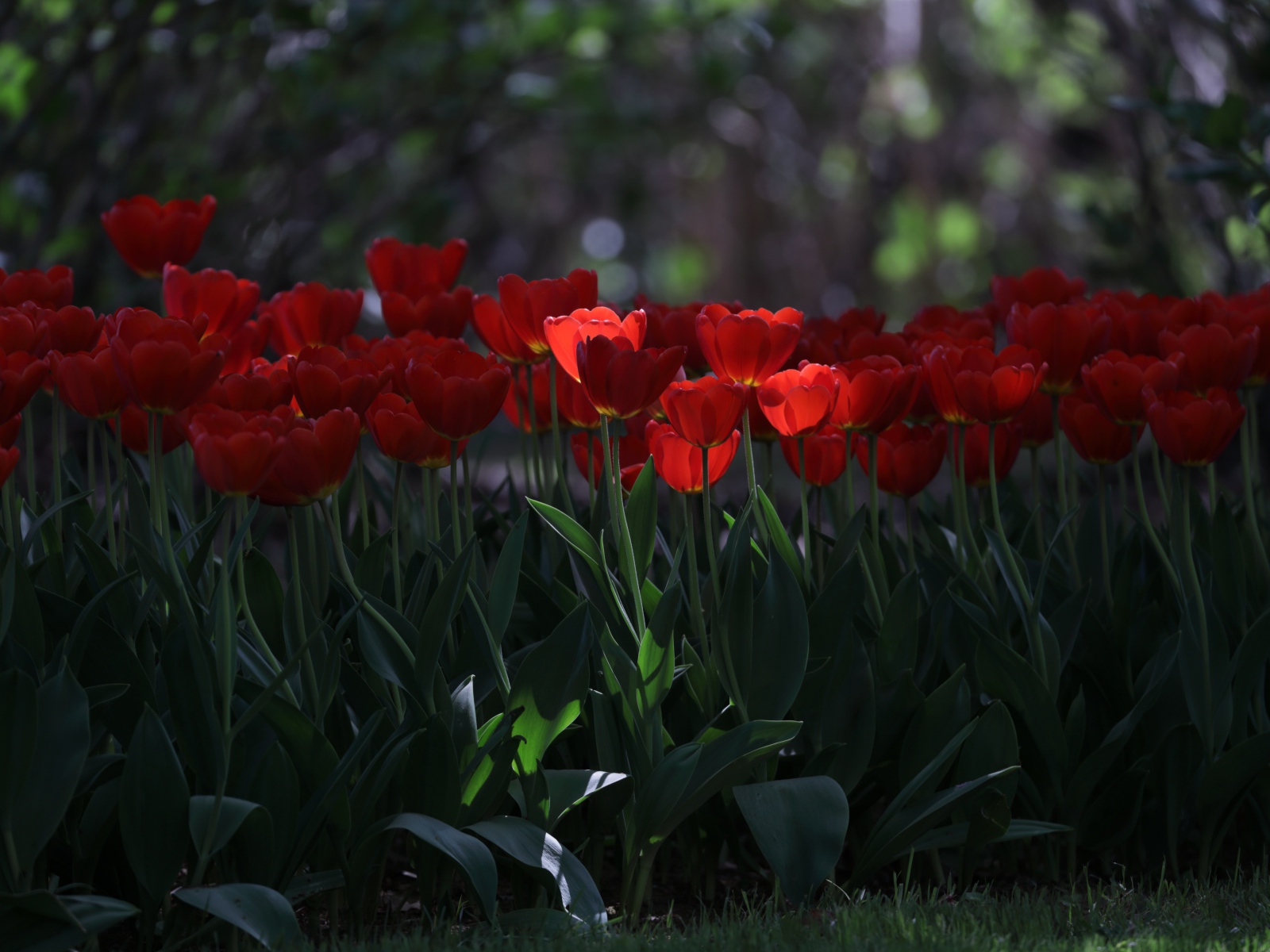 Много красных тюльпанов в  тени 