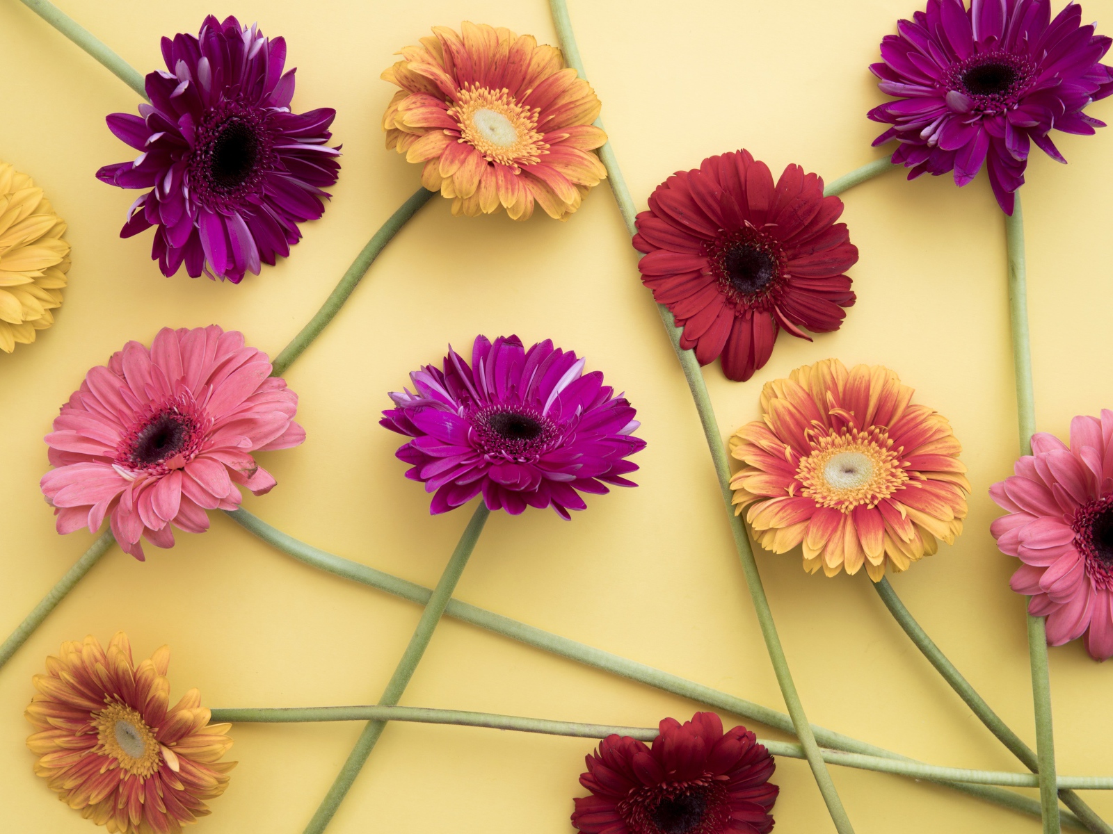 Разноцветные герберы на желтом фоне