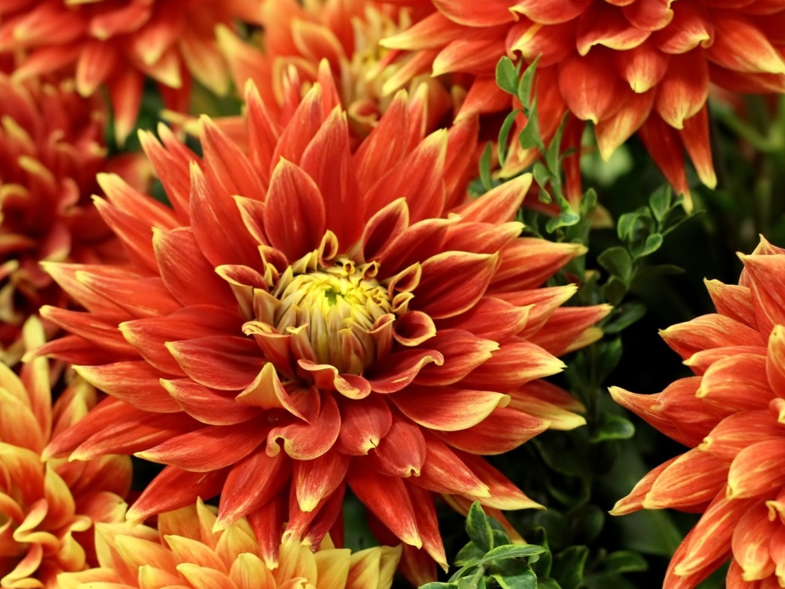 Оранжевые красивые георгины крупным планом 