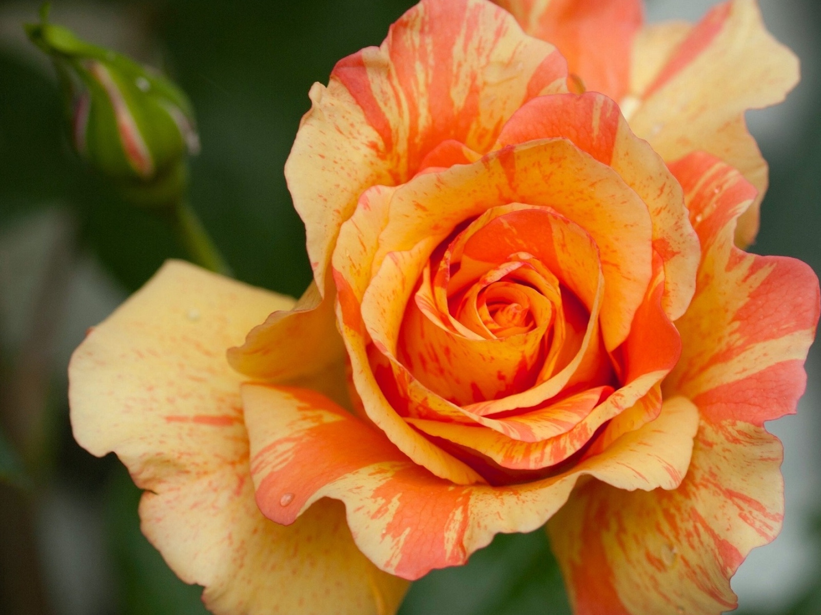 Оранжевая красивая роза с бутоном крупным планом