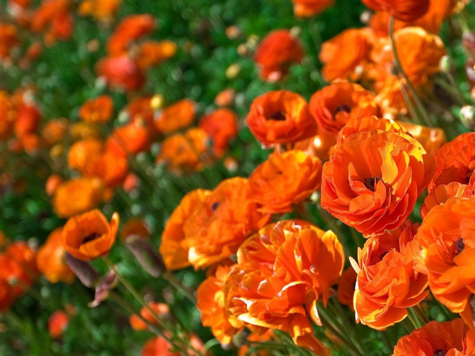 Оранжевые лютики крупным планом