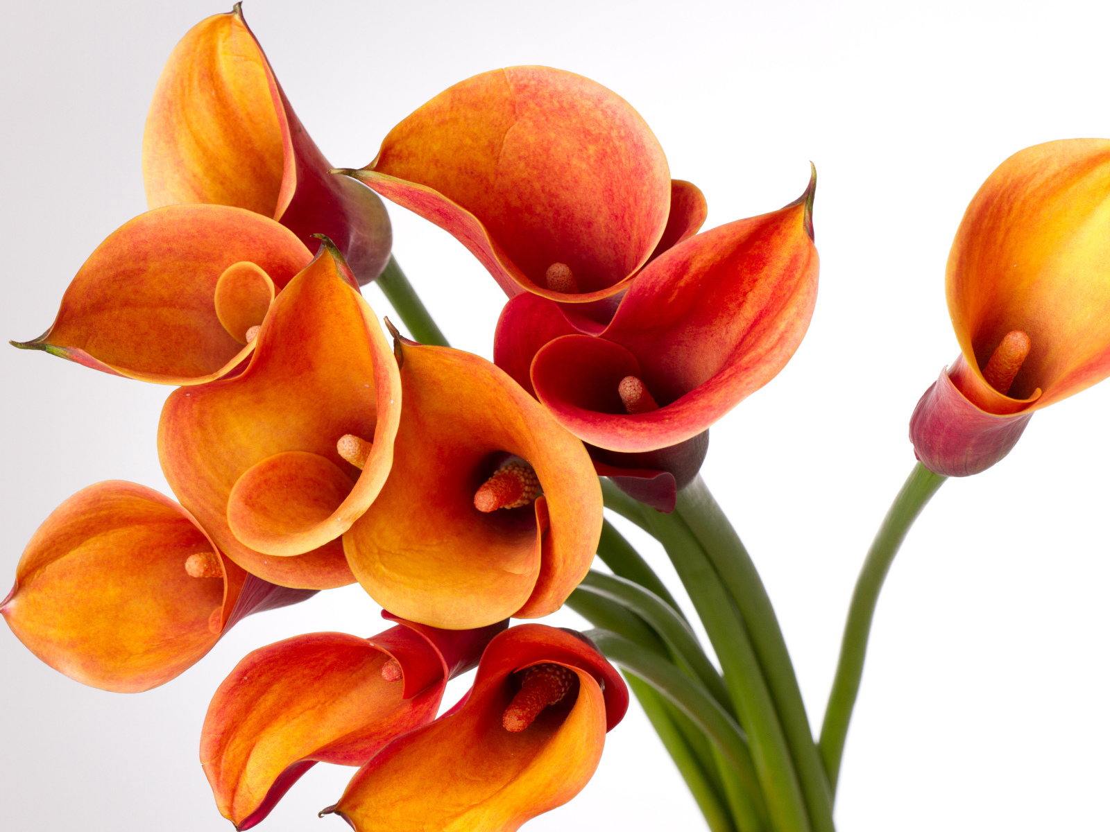 Оранжевые каллы на сером фоне крупным планом