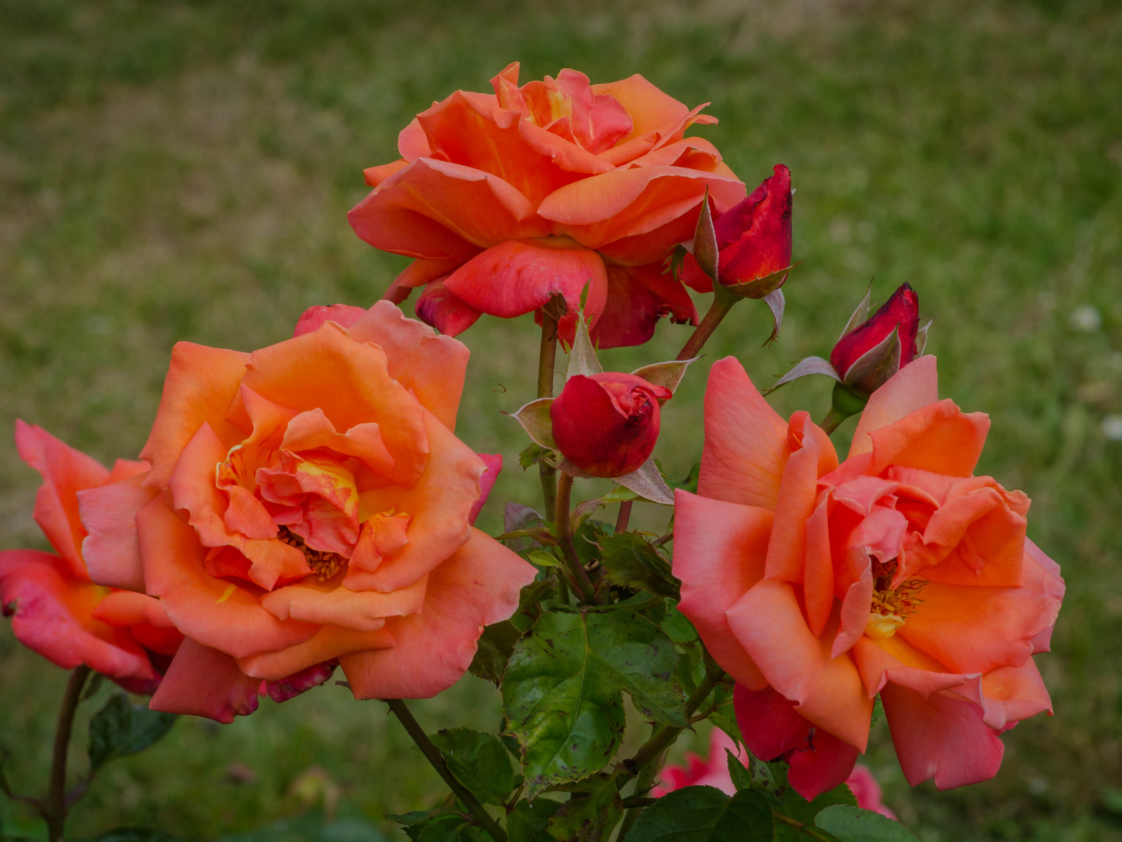 Оранжевые розы с бутонами на клумбе в саду