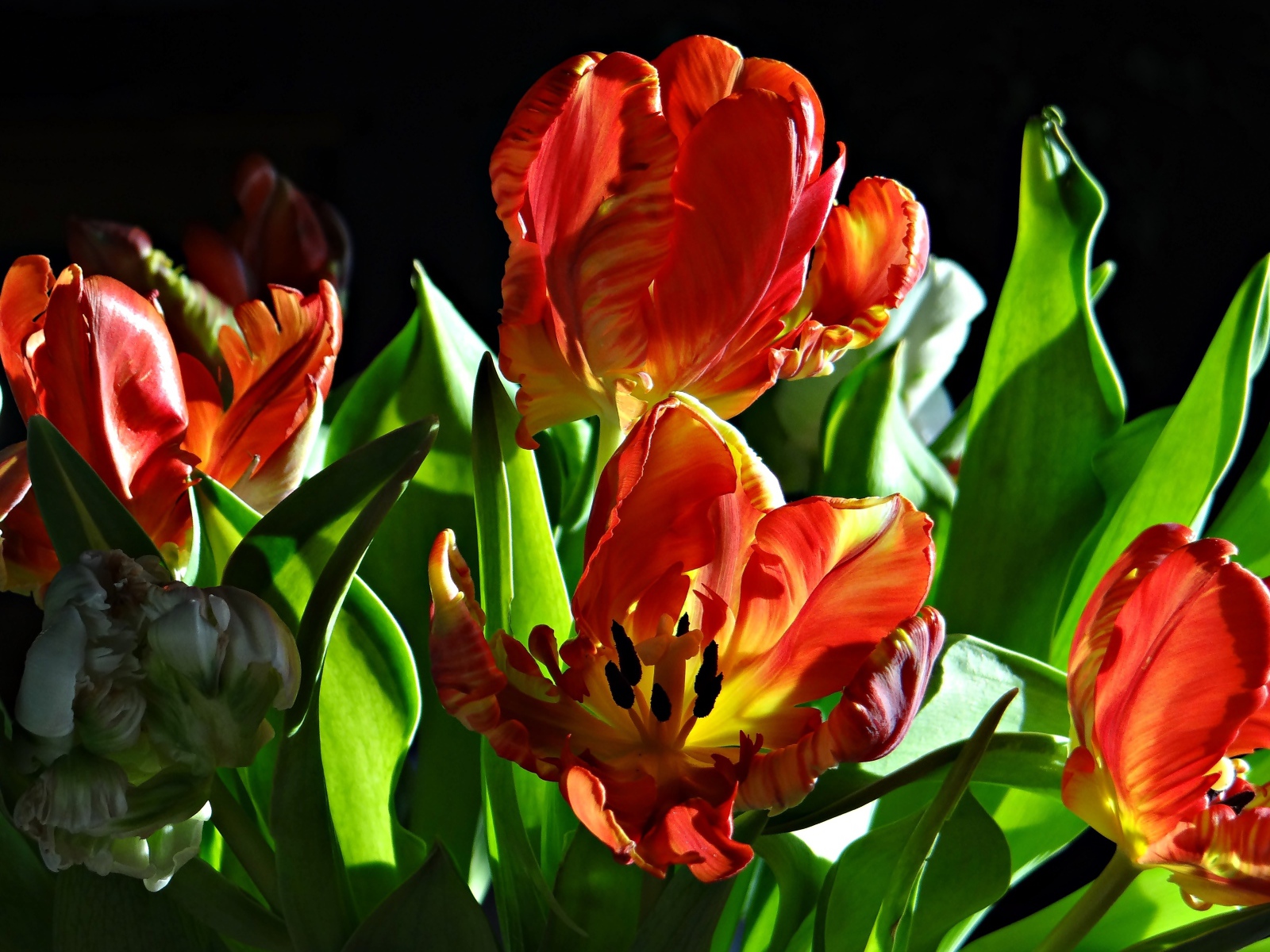 Оранжевые тюльпаны с зелеными листьями на черном фоне