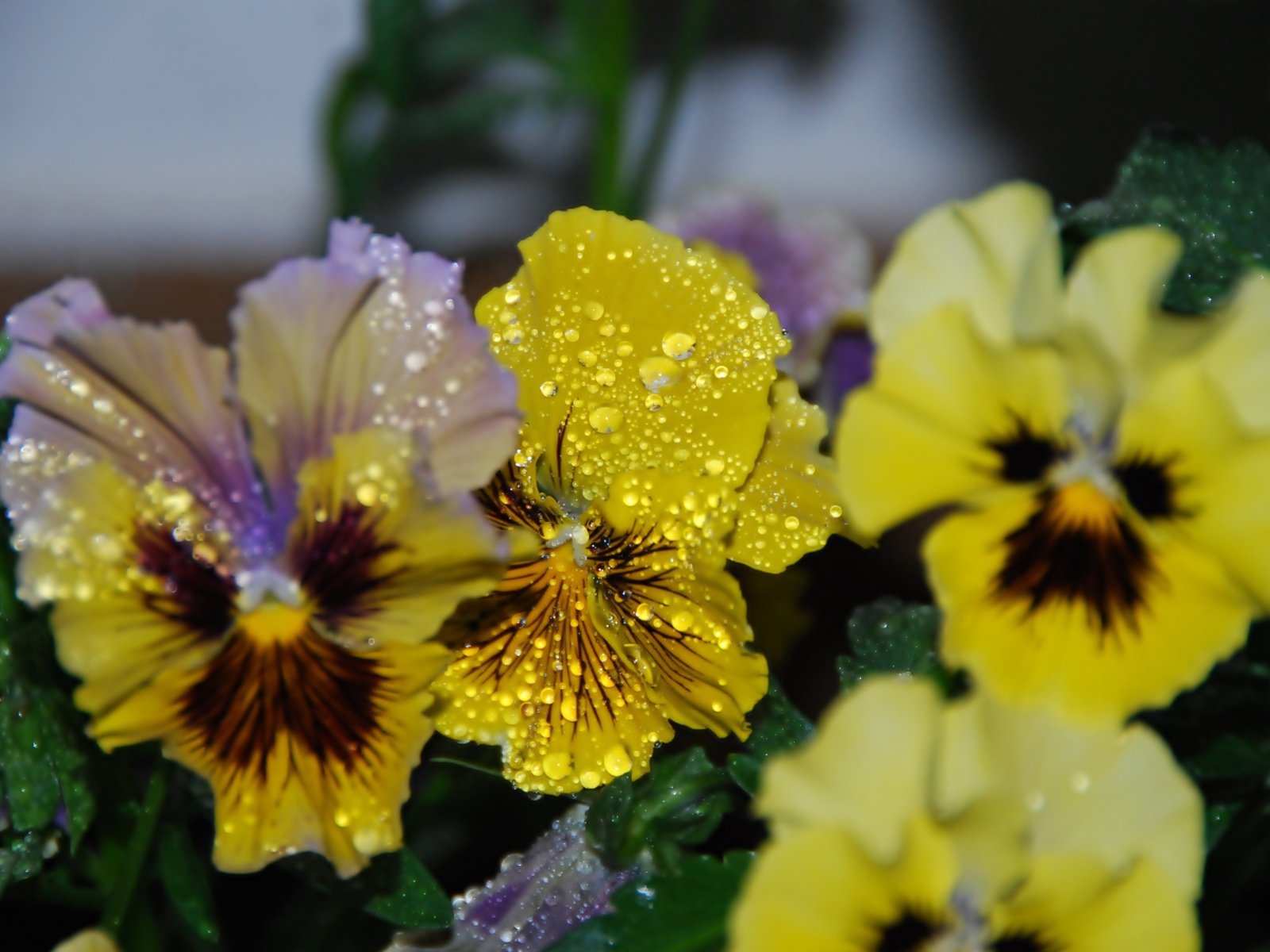 Цветы анютины глазки в каплях росы