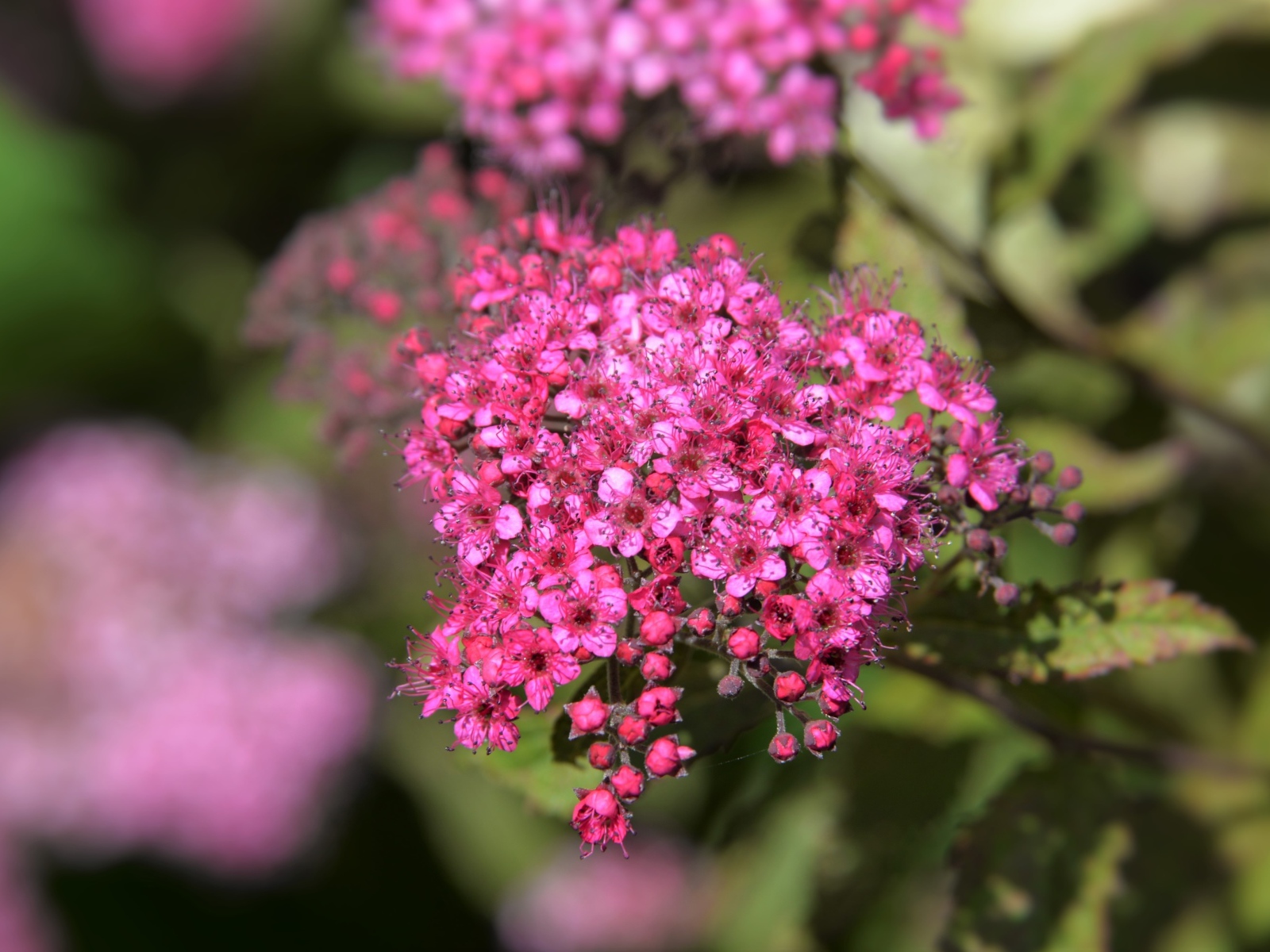 Розовые цветы спирея японская вблизи