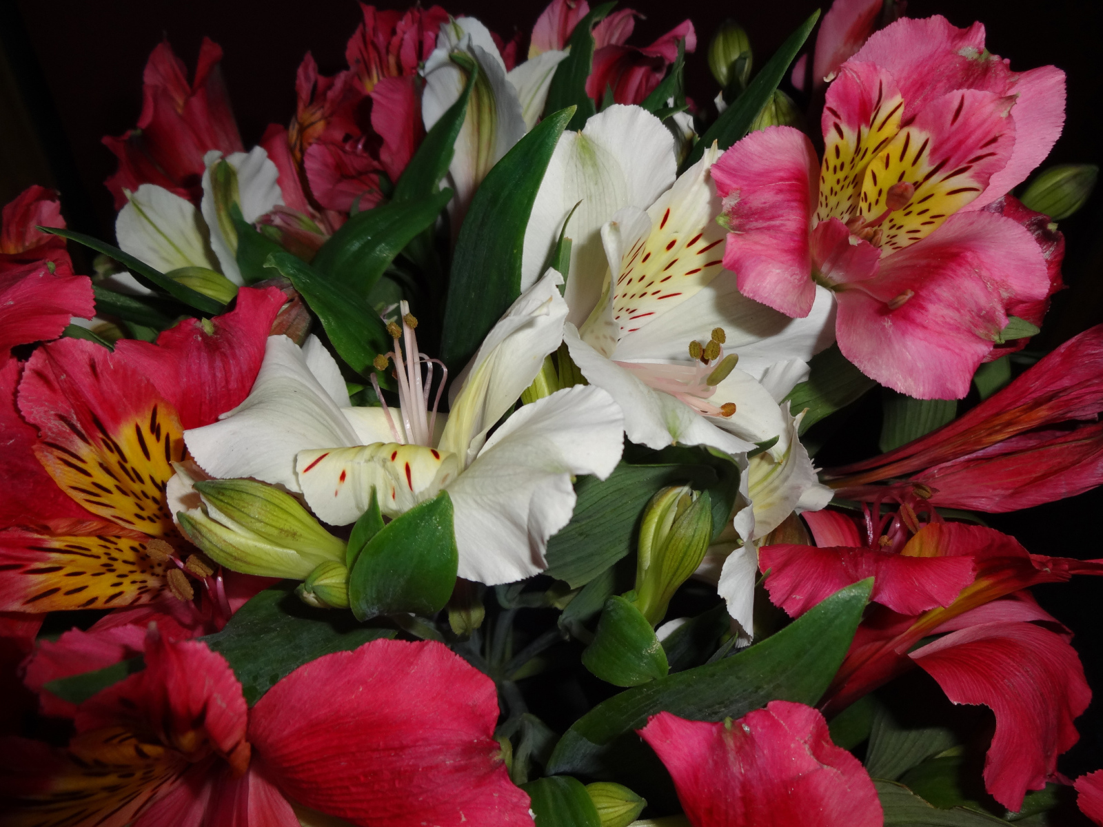 Розовые и белые цветы альстромерия крупным планом