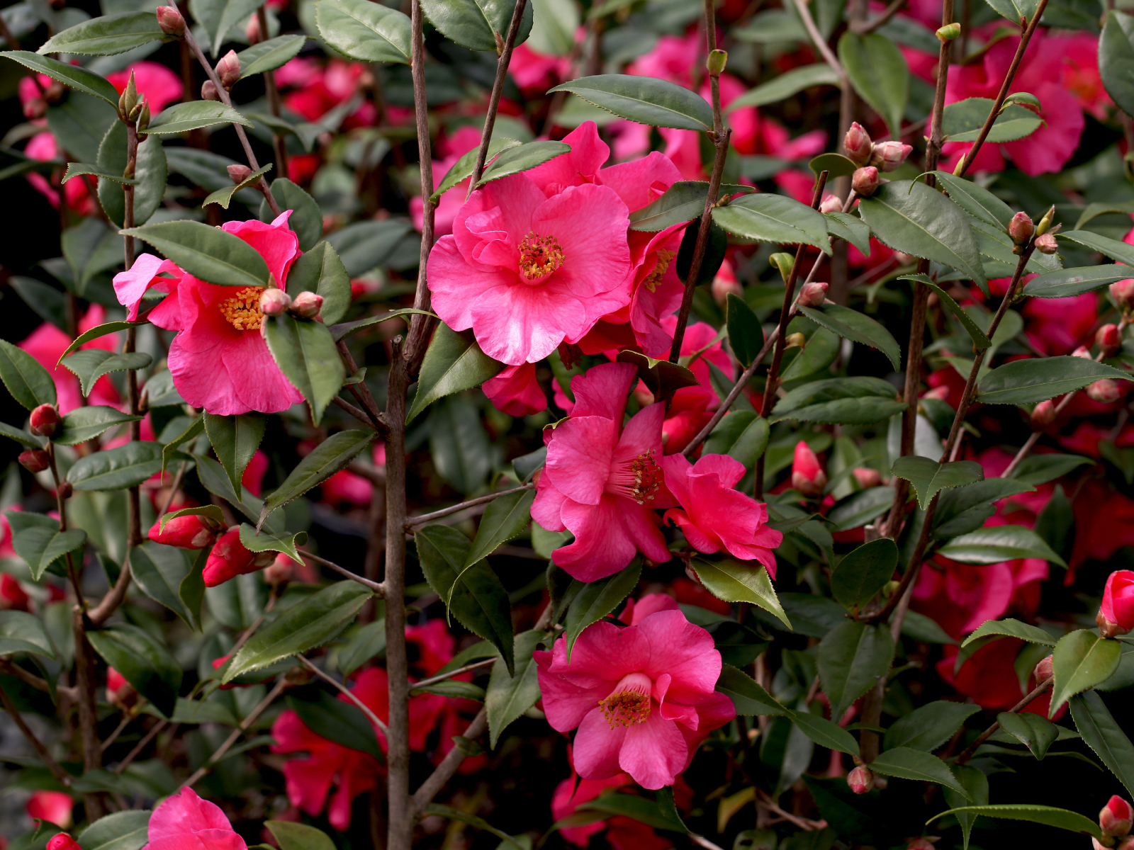 Розовые цветы камелии на ветке