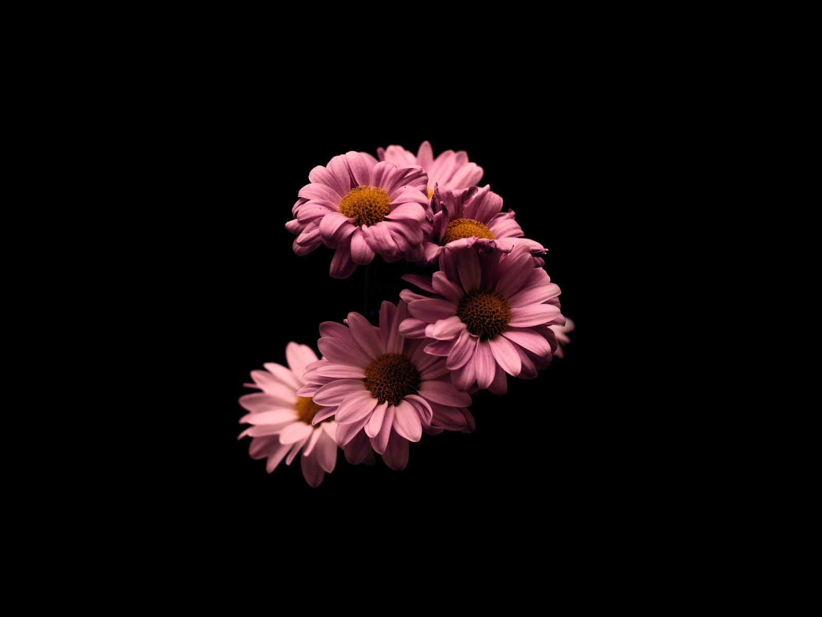 Розовые цветы хризантемы на черном фоне