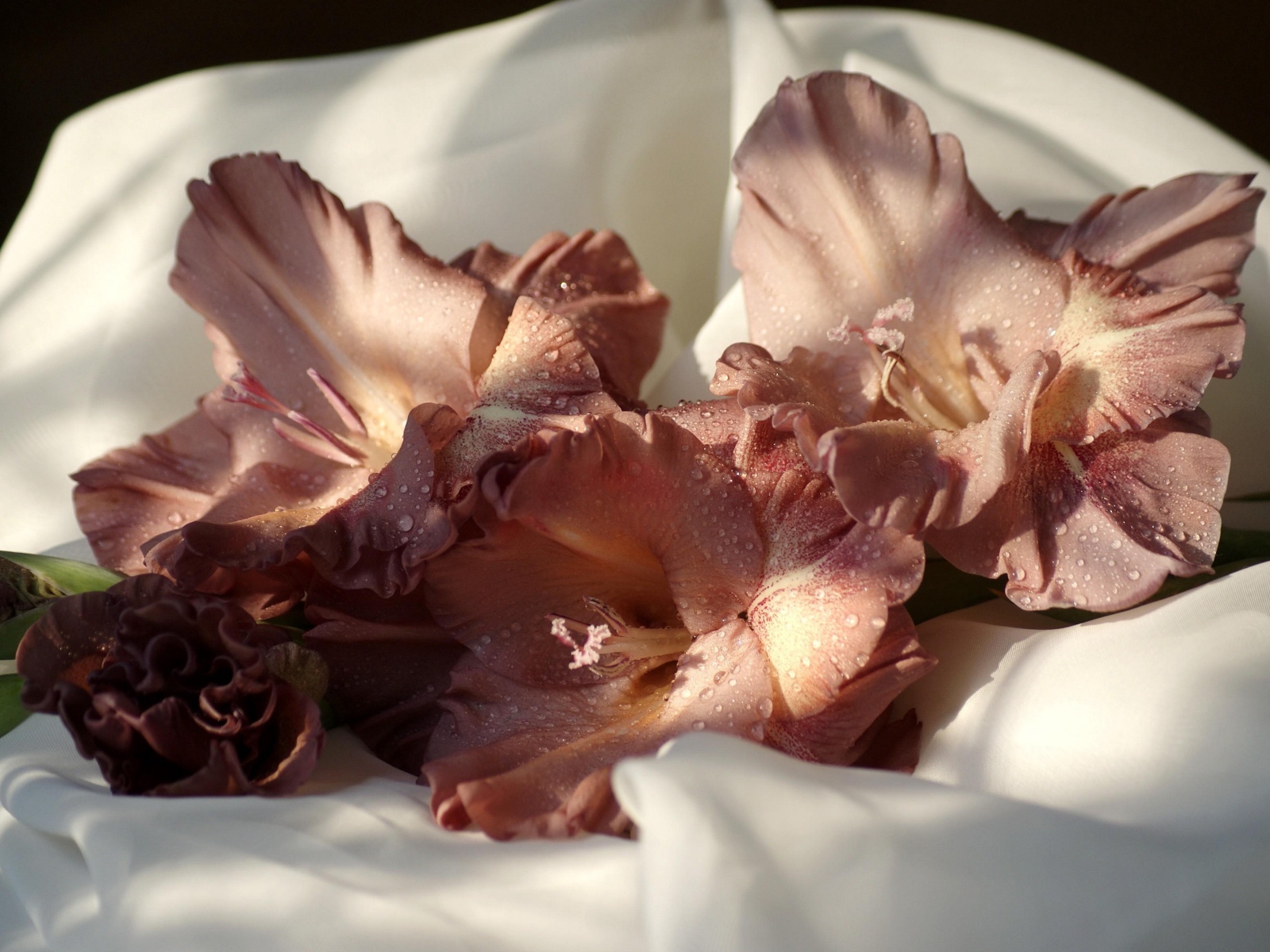 Розовый цветок гладиолуса лежит на белом покрывале 