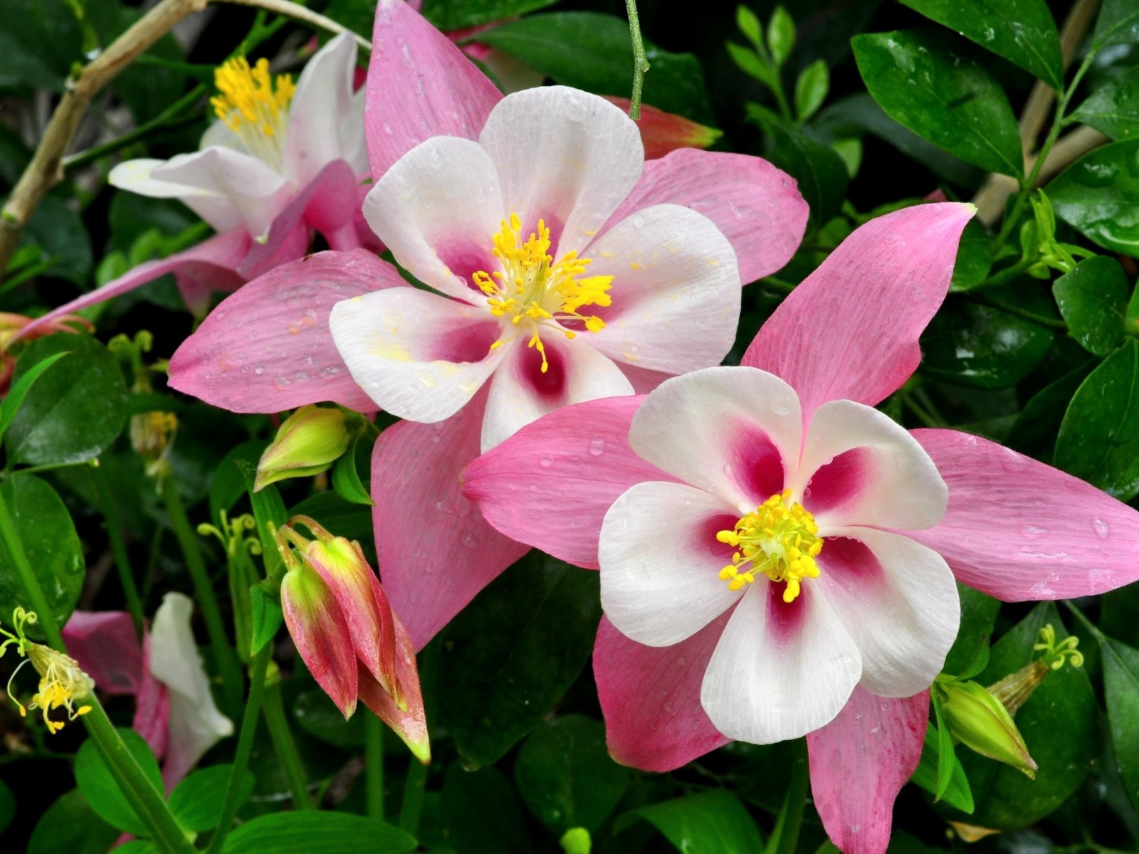 Розовые цветы водосбора крупным планом