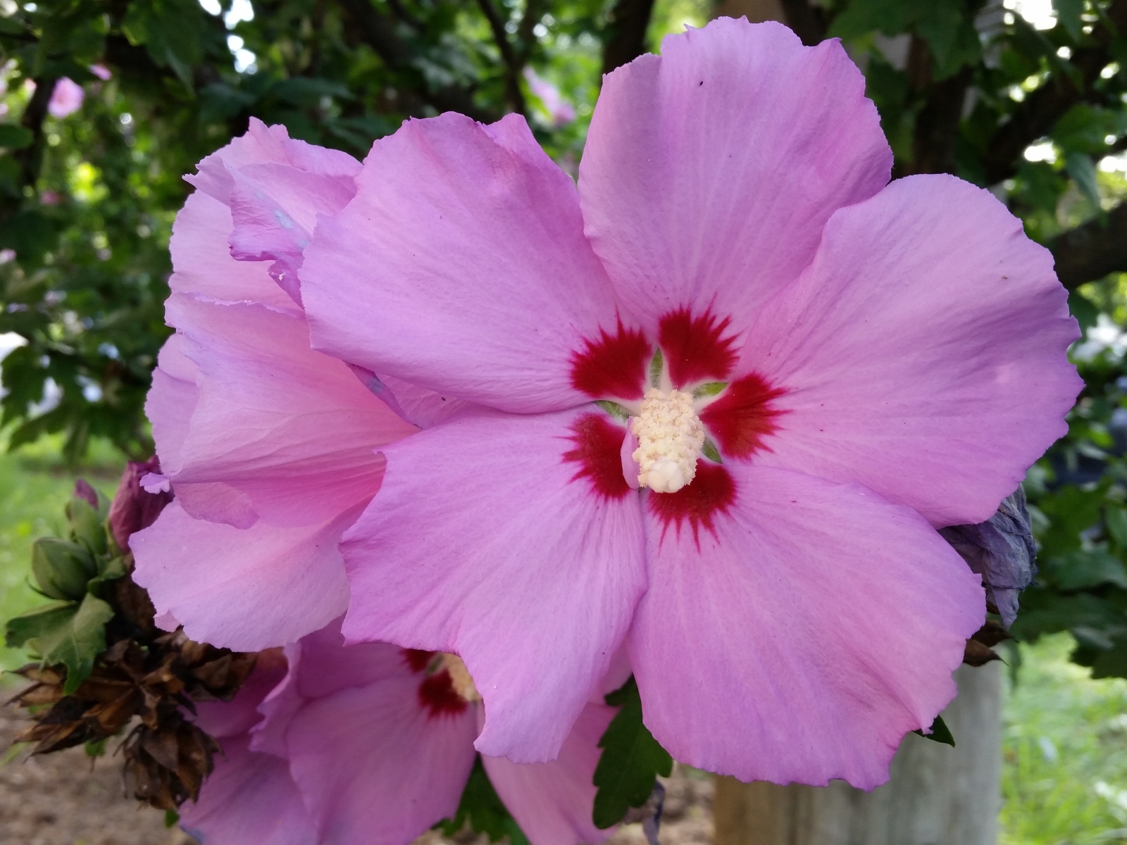 Розовые цветы гибискуса крупным планом