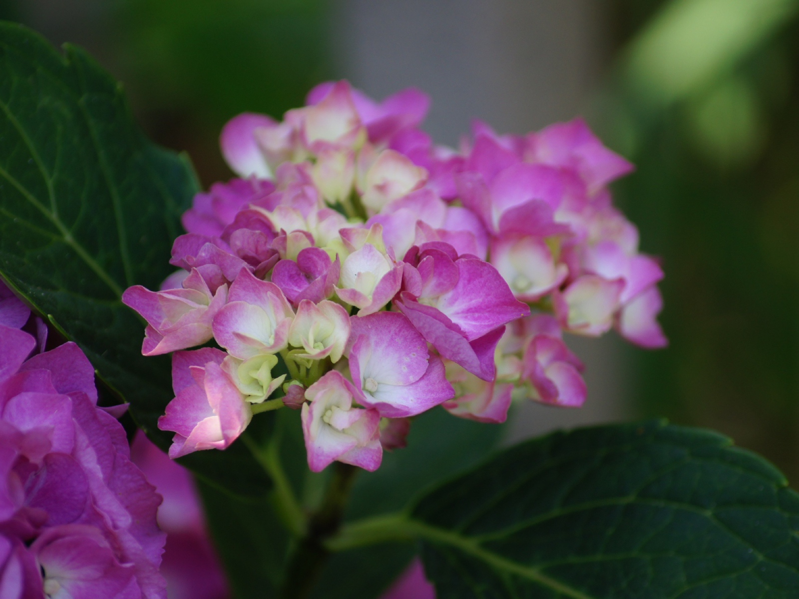 Розовые цветы гортензии с зелеными листьями