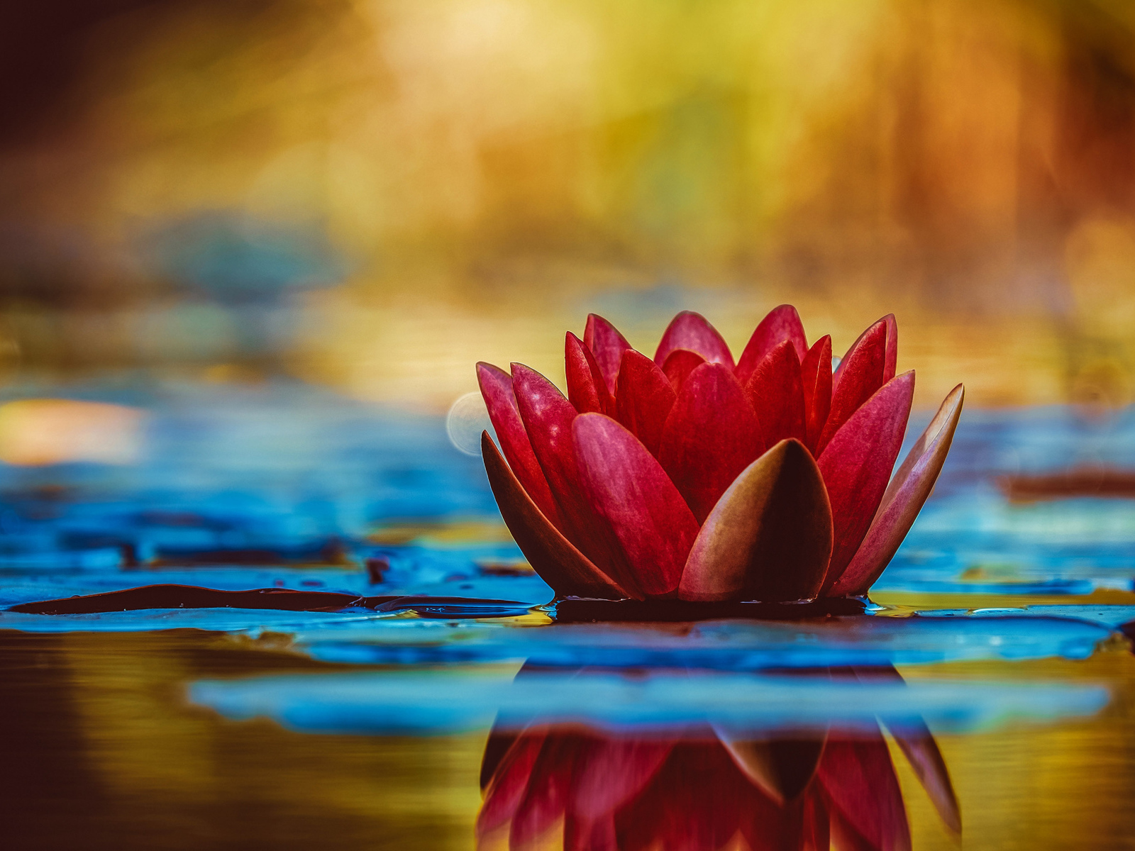 Розовый цветок лотоса отражается в воде