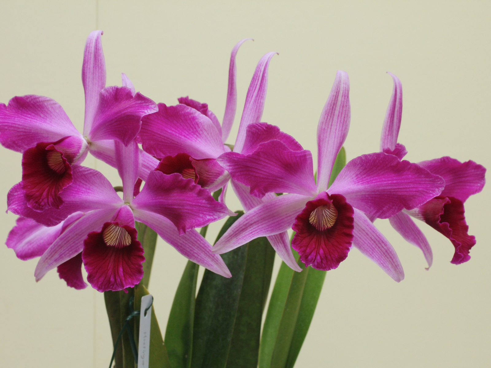 Розовые цветы орхидеи на сером фоне