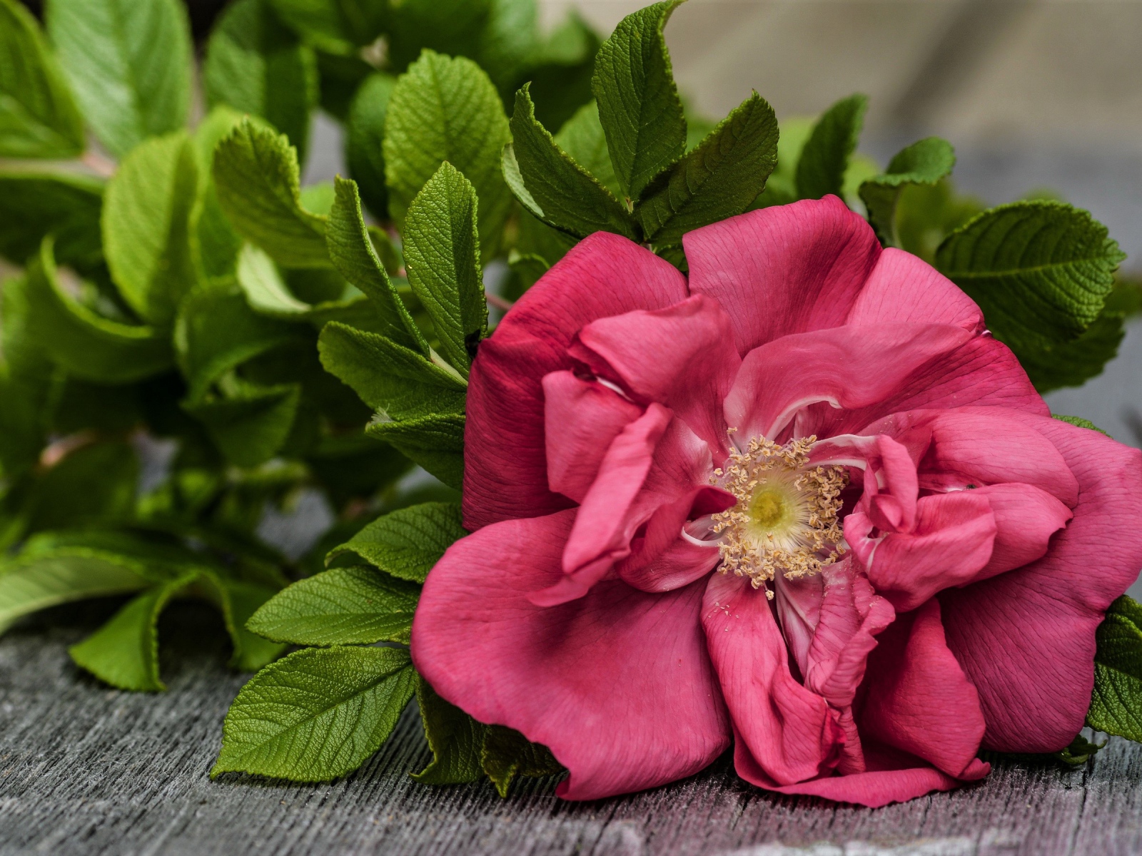 Розовый цветок розы с зелеными листьями