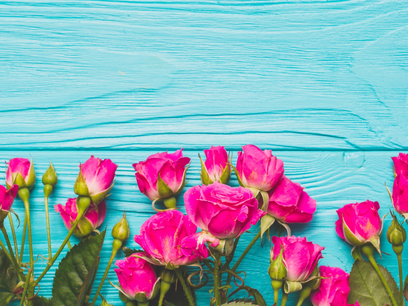 Розовые розы на голубом деревянном фоне
