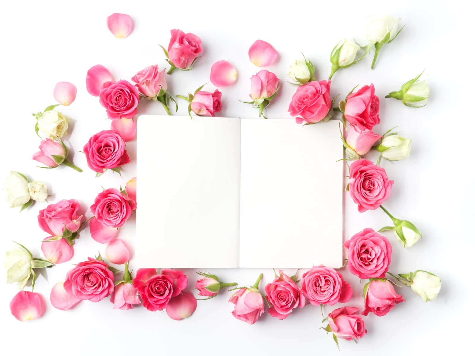 Розовые розы с белым листом, шаблон для открытки