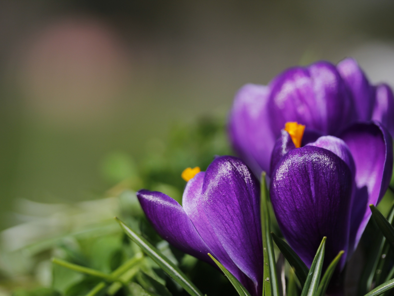 Фиолетовые цветы первоцветы крокусы