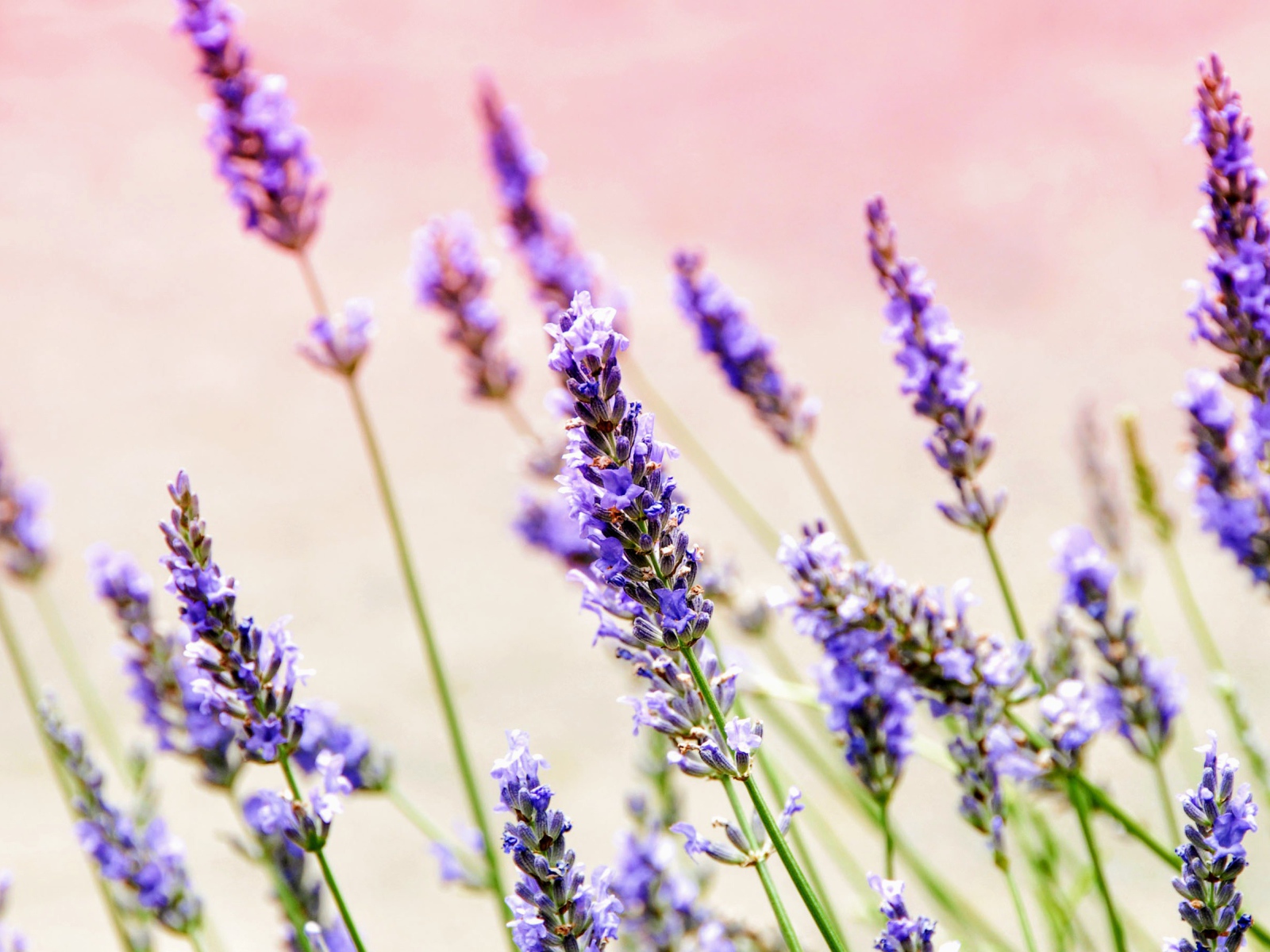 Фиолетовые цветы лаванды крупным планом