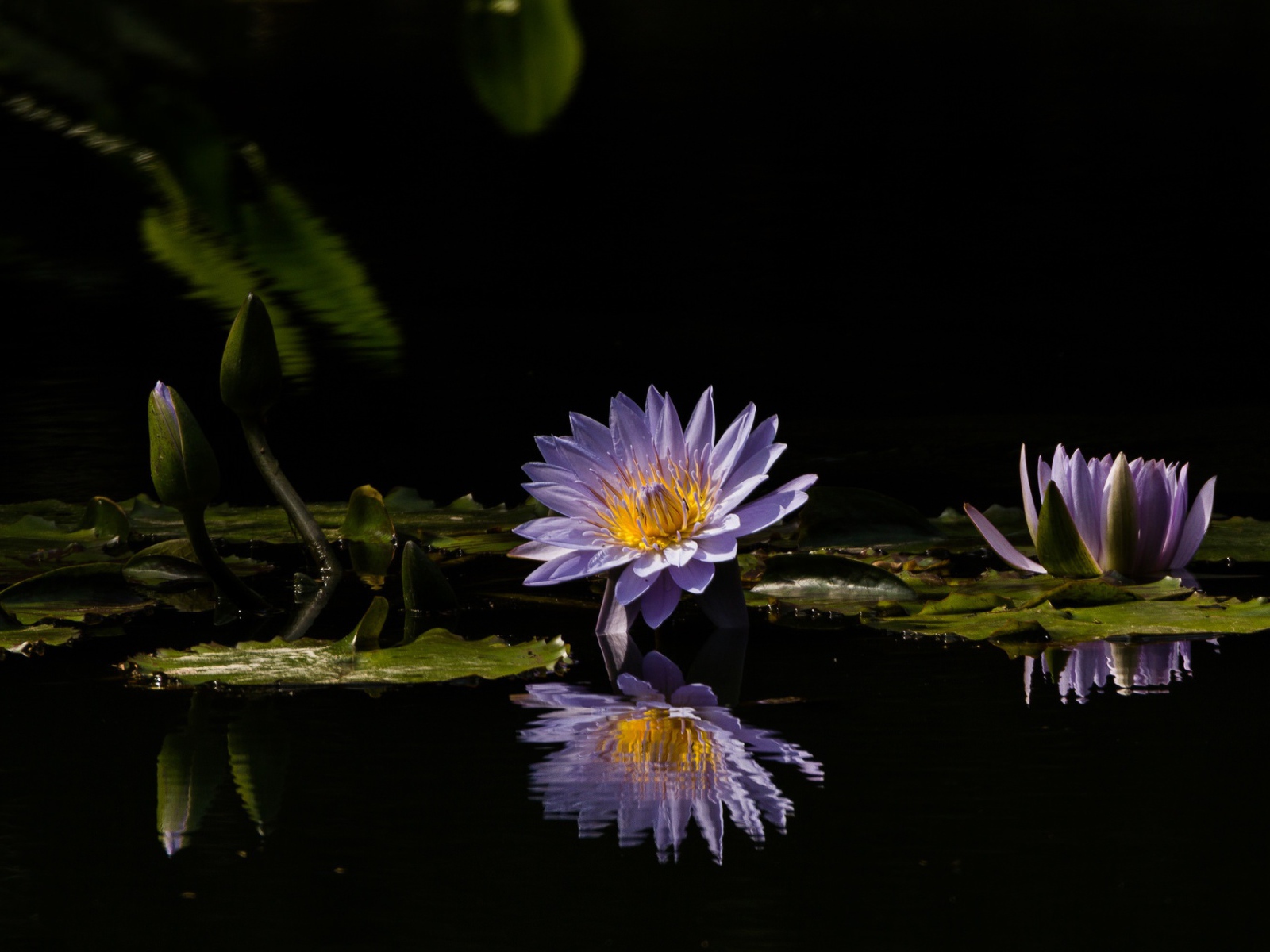 Фиолетовые цветы лотоса отражаются в воде 