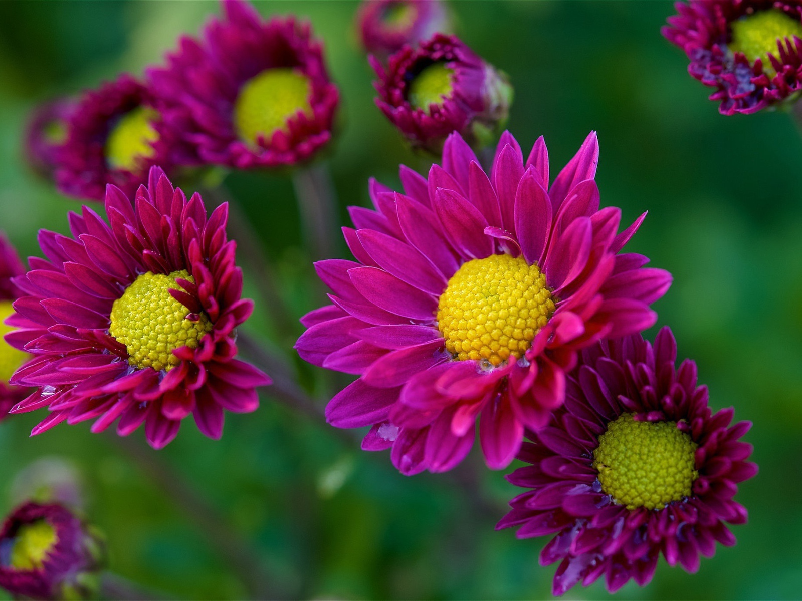 Фиолетовые цветы орхидеи с желтой серединой 