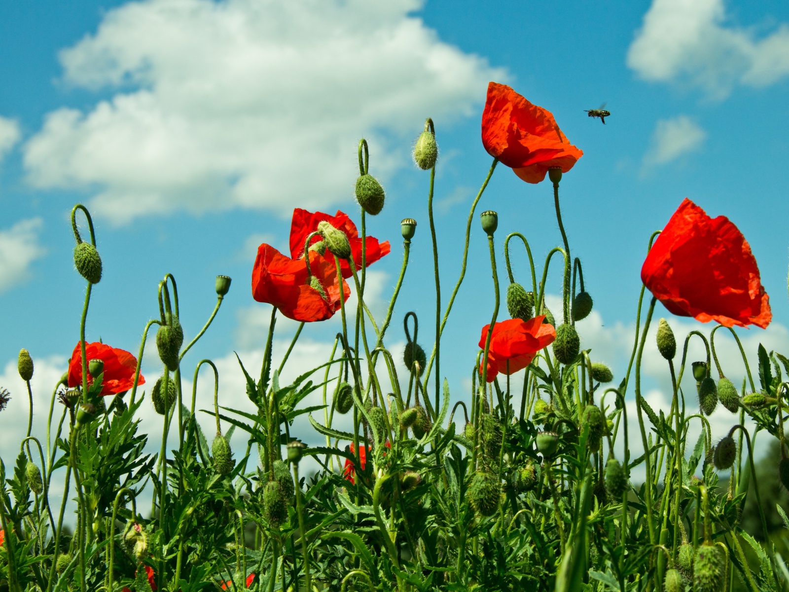 Красные полевые маки под голубым небом с облаками
