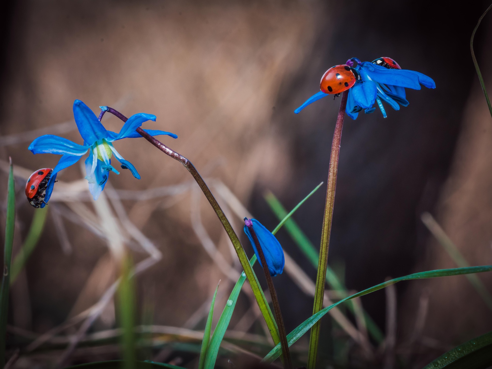Красные божьи коровки на голубых весенних цветах 