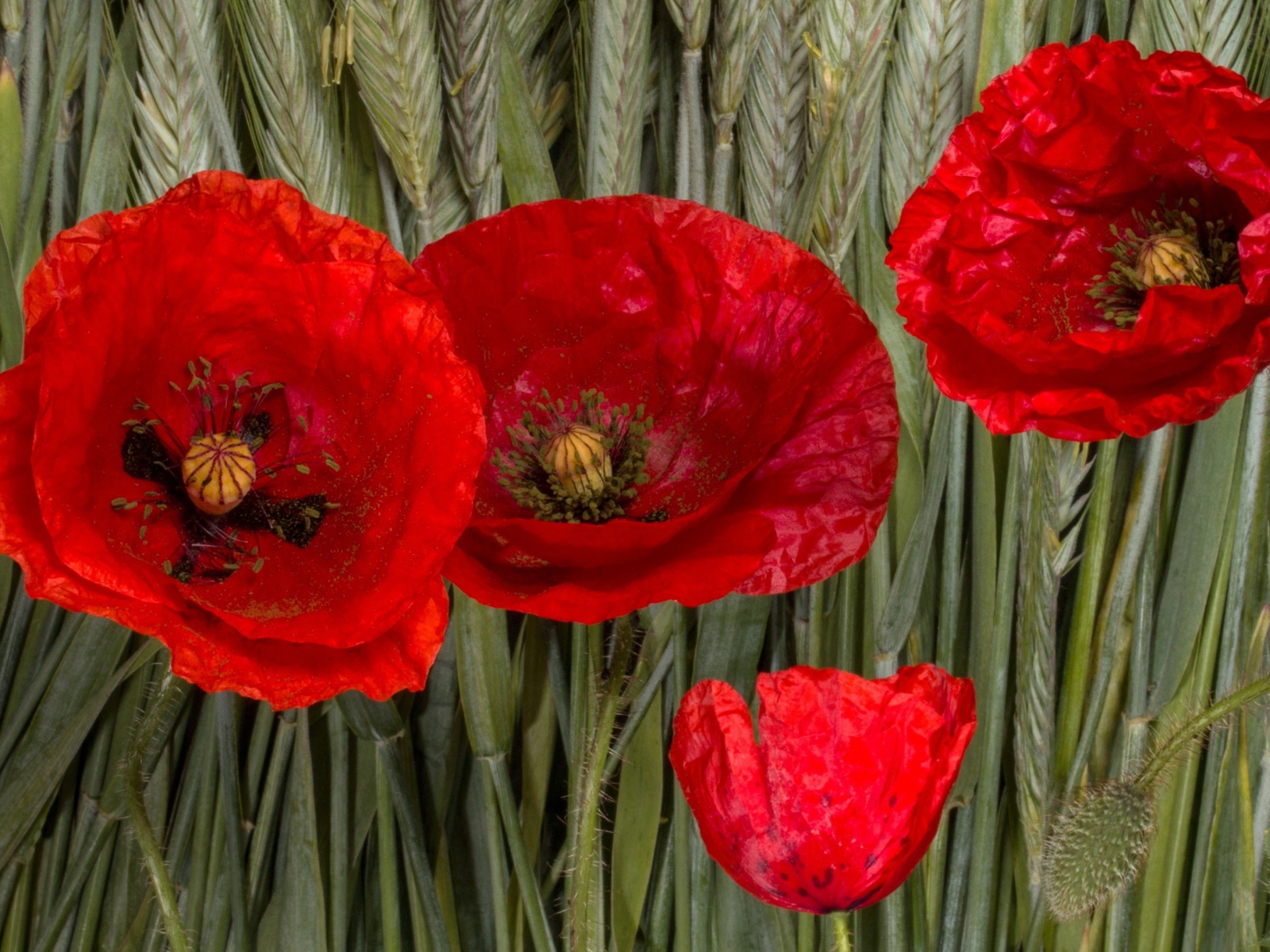 Красные цветы мака на зеленых колосках пшеницы 