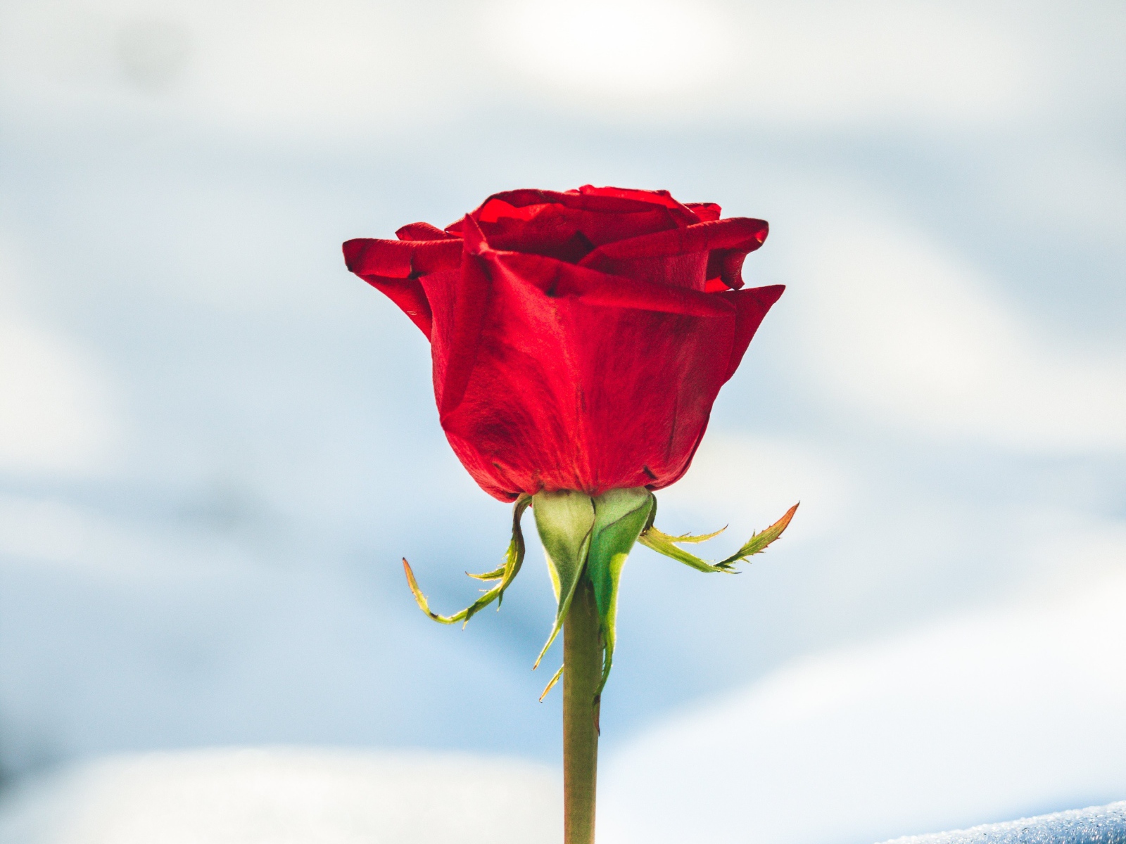 Красная роза вставлена в снег