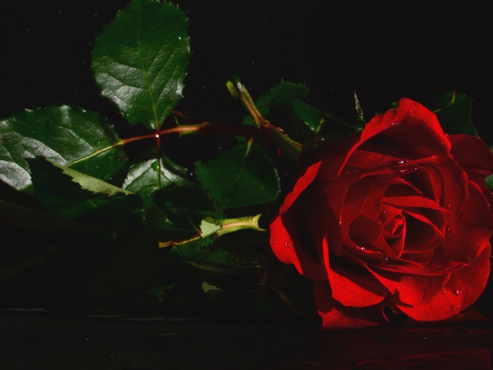 Красная роза с зелеными листьями в воде