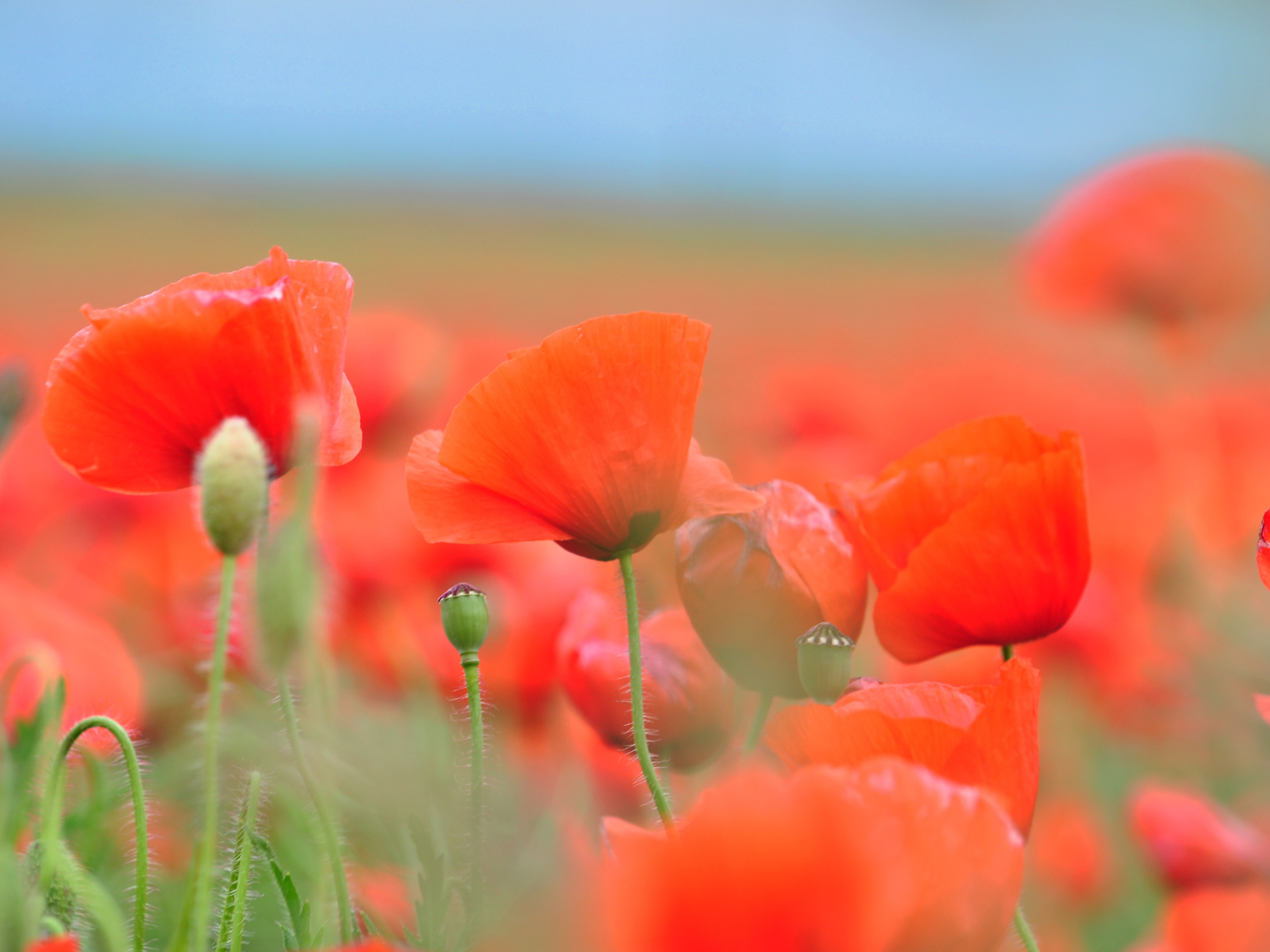 Красные летние полевые маки крупным планом 