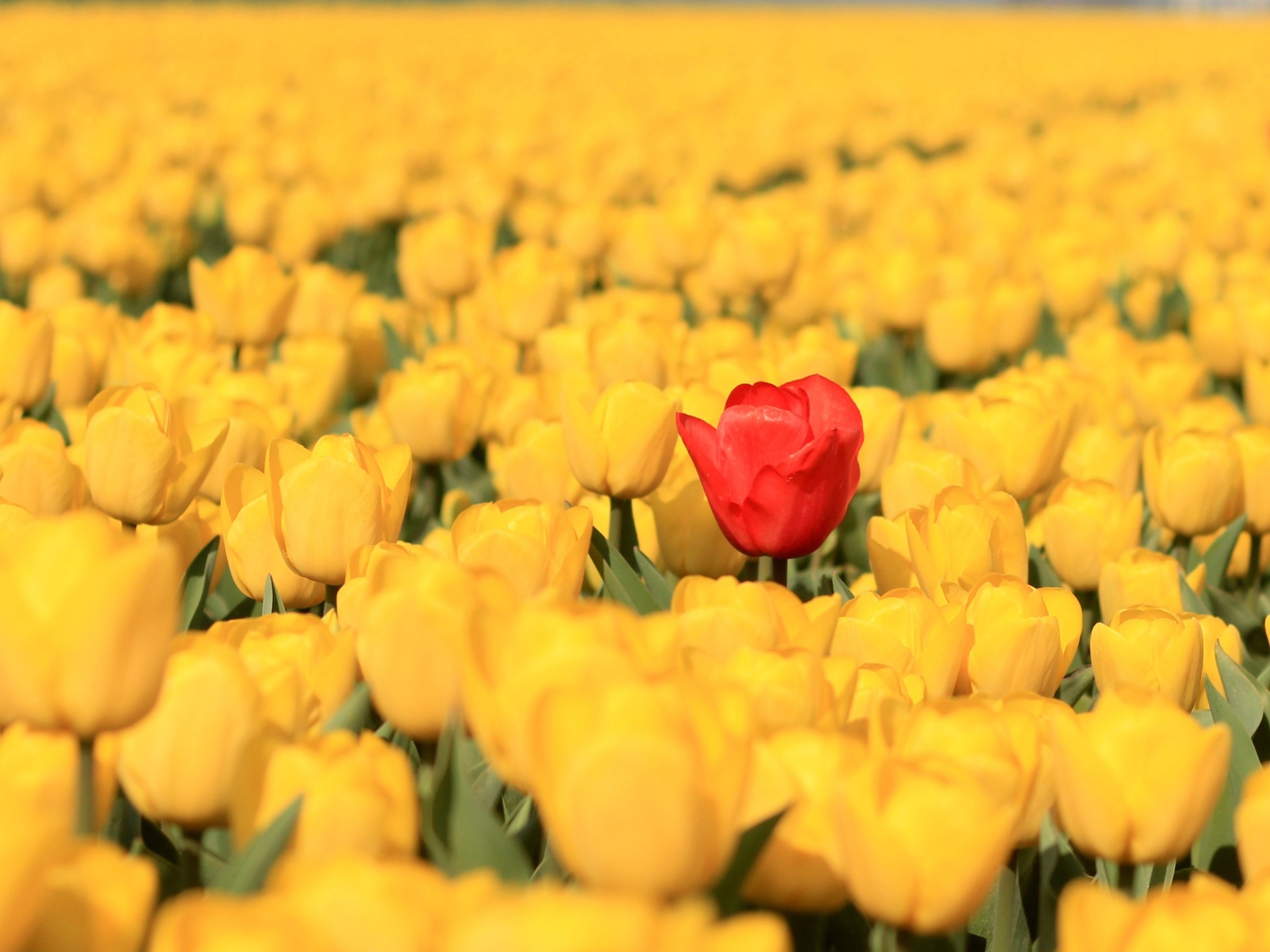 Красный тюльпан на поле с желтыми тюльпанами