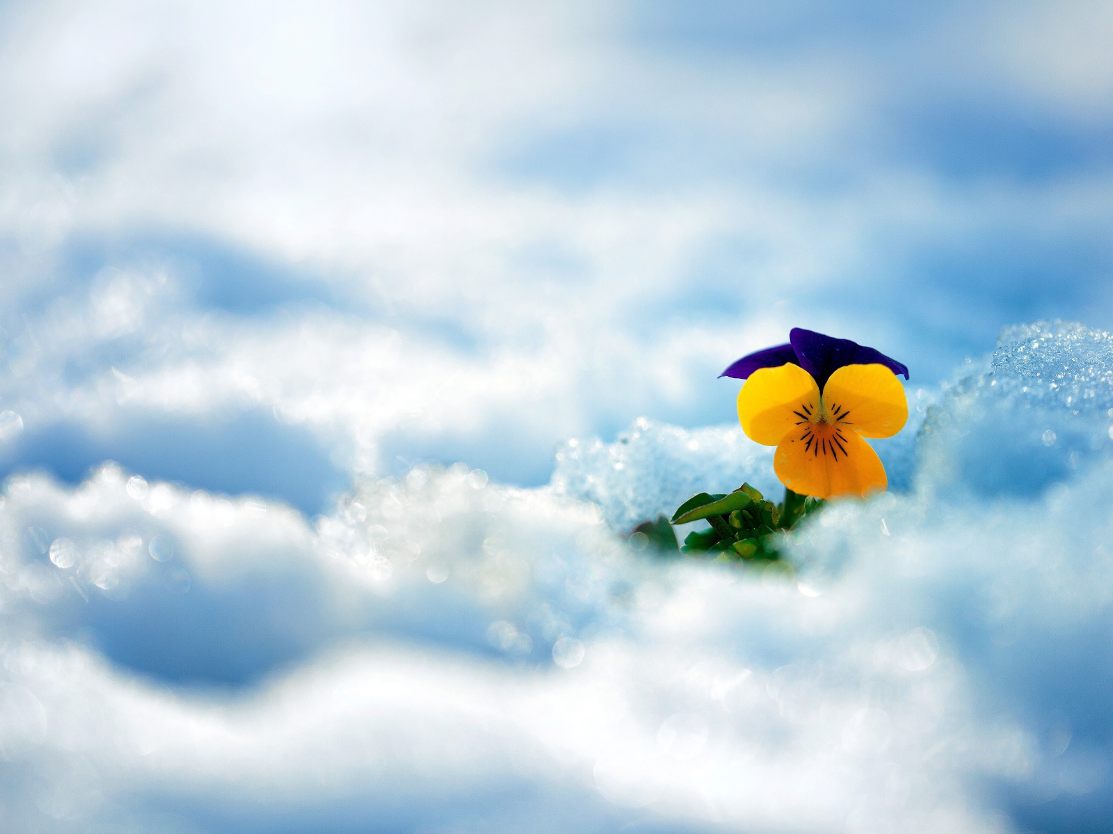 Маленький нежный цветок анютины глазки в снегу