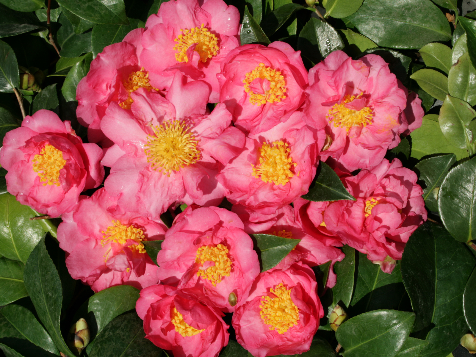 Мелкие розовые цветы камелии крупным планом