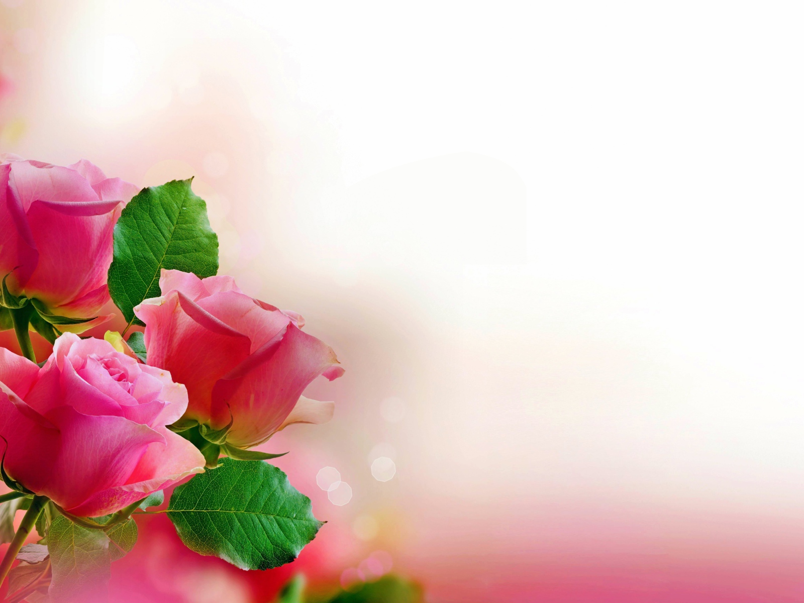 Три розовых розы, шаблон для открытки 