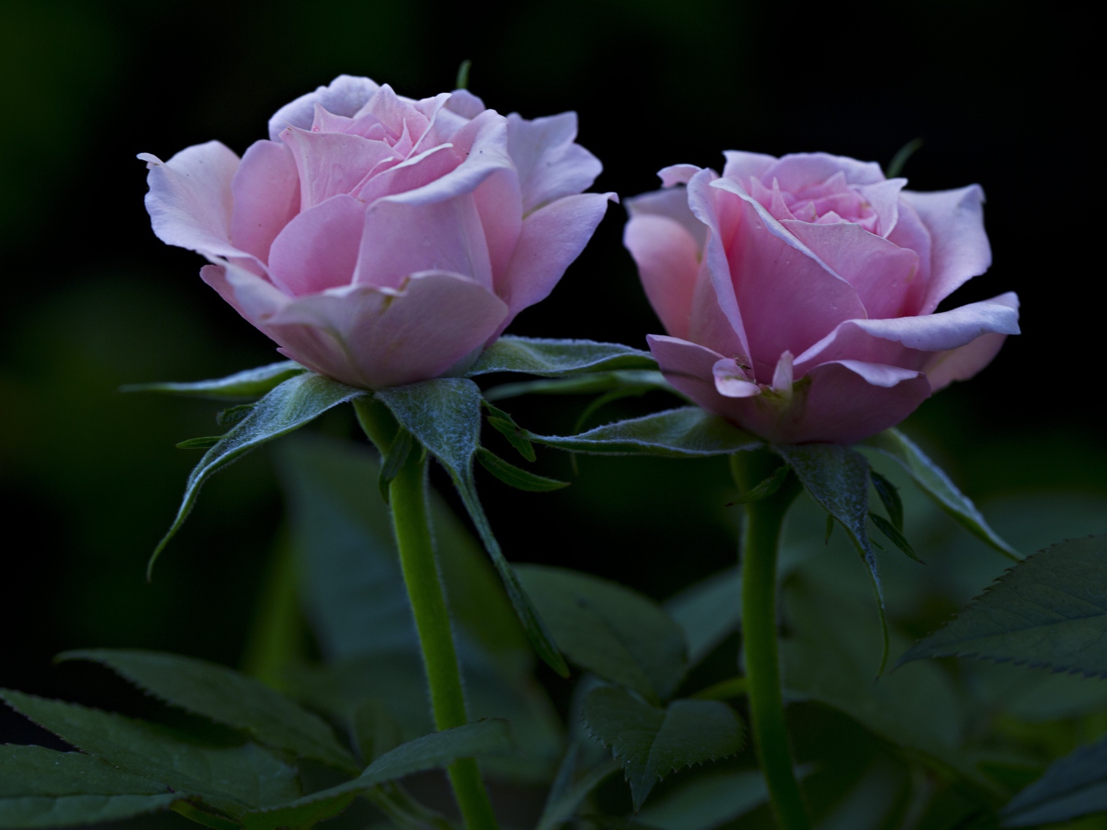 Две красивых розовых розы на клумбе