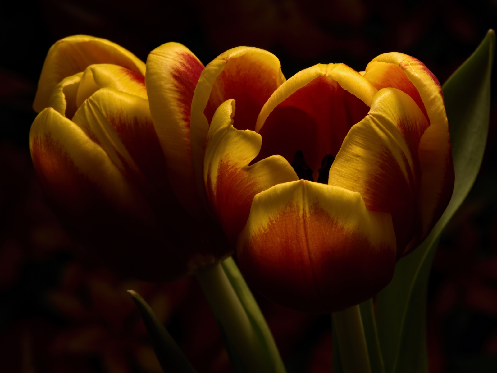 Два красивых тюльпана крупным планом