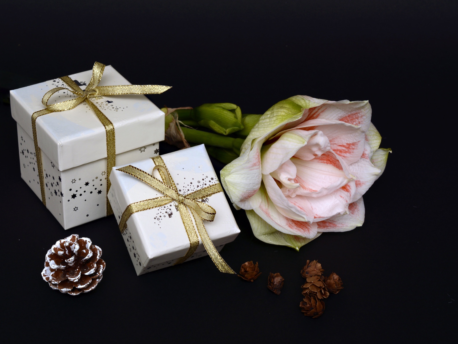 Два подарка и цветок амариллиса на черном фоне