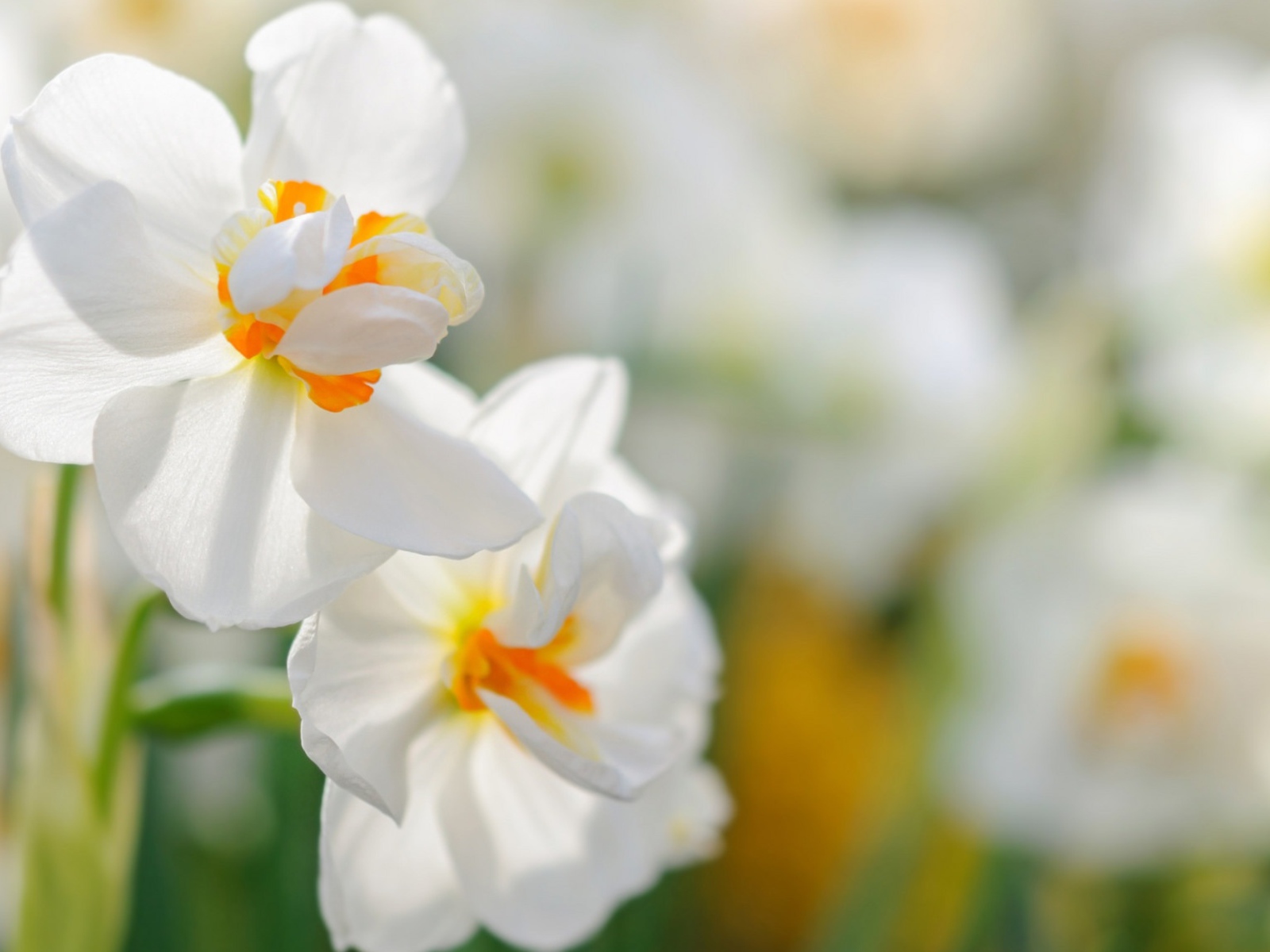 Два белых цветка нарцисса крупным планом